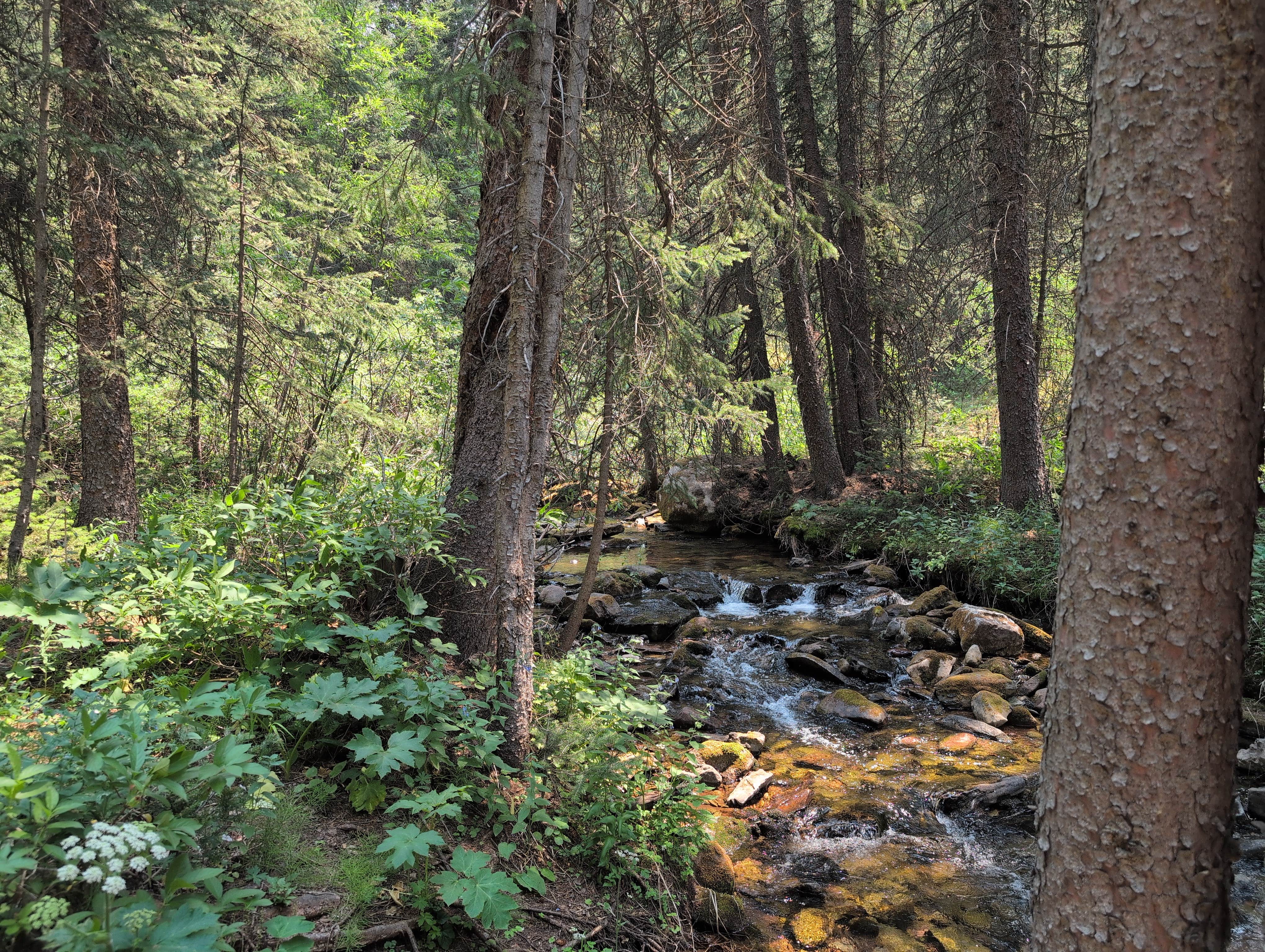Camper-submitted photo at Shrine Pass Road Dispersed Camping near Minturn, CO