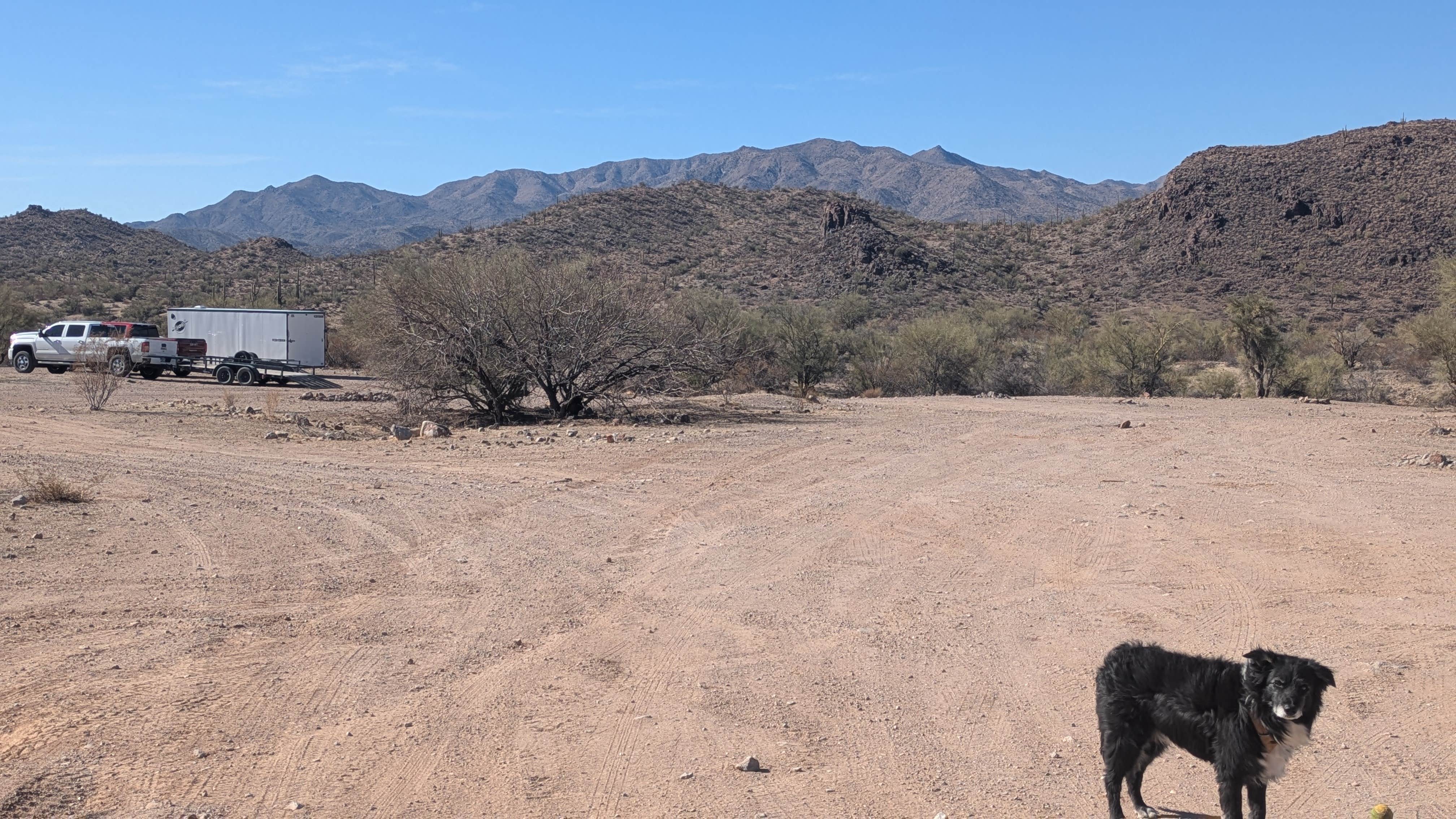 Greg L.'s photo of camping with pets at Signal Road BLM dispersed near Parker Dam, CA