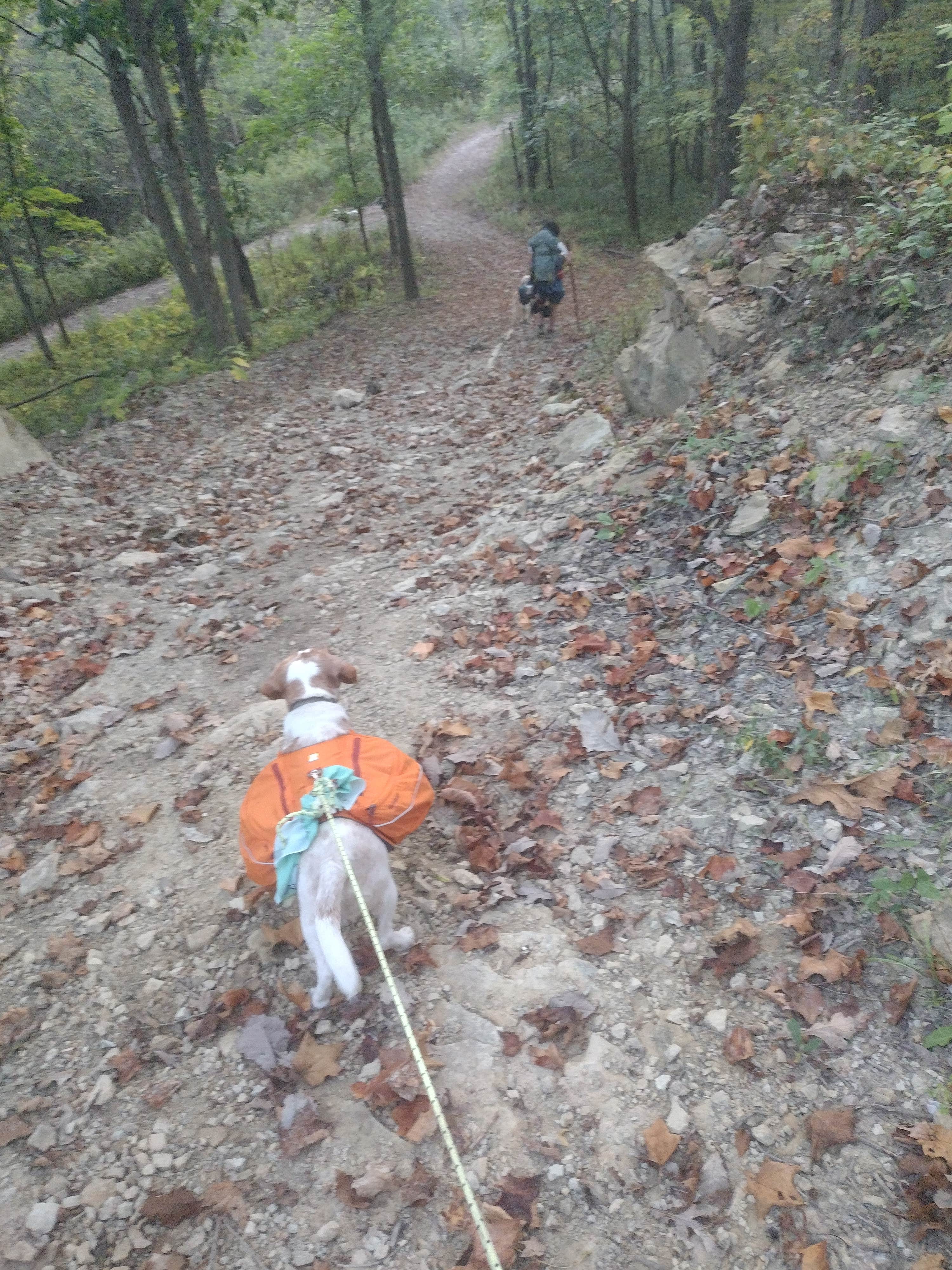 Lindsey P.'s photo of camping with pets at Siloam Springs State Park Campground near Hannibal, MO