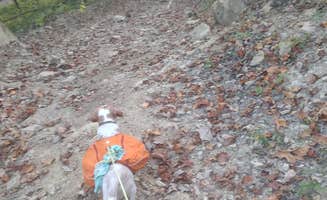 Lindsey P.'s photo of camping with pets at Siloam Springs State Park Campground near Hannibal, MO