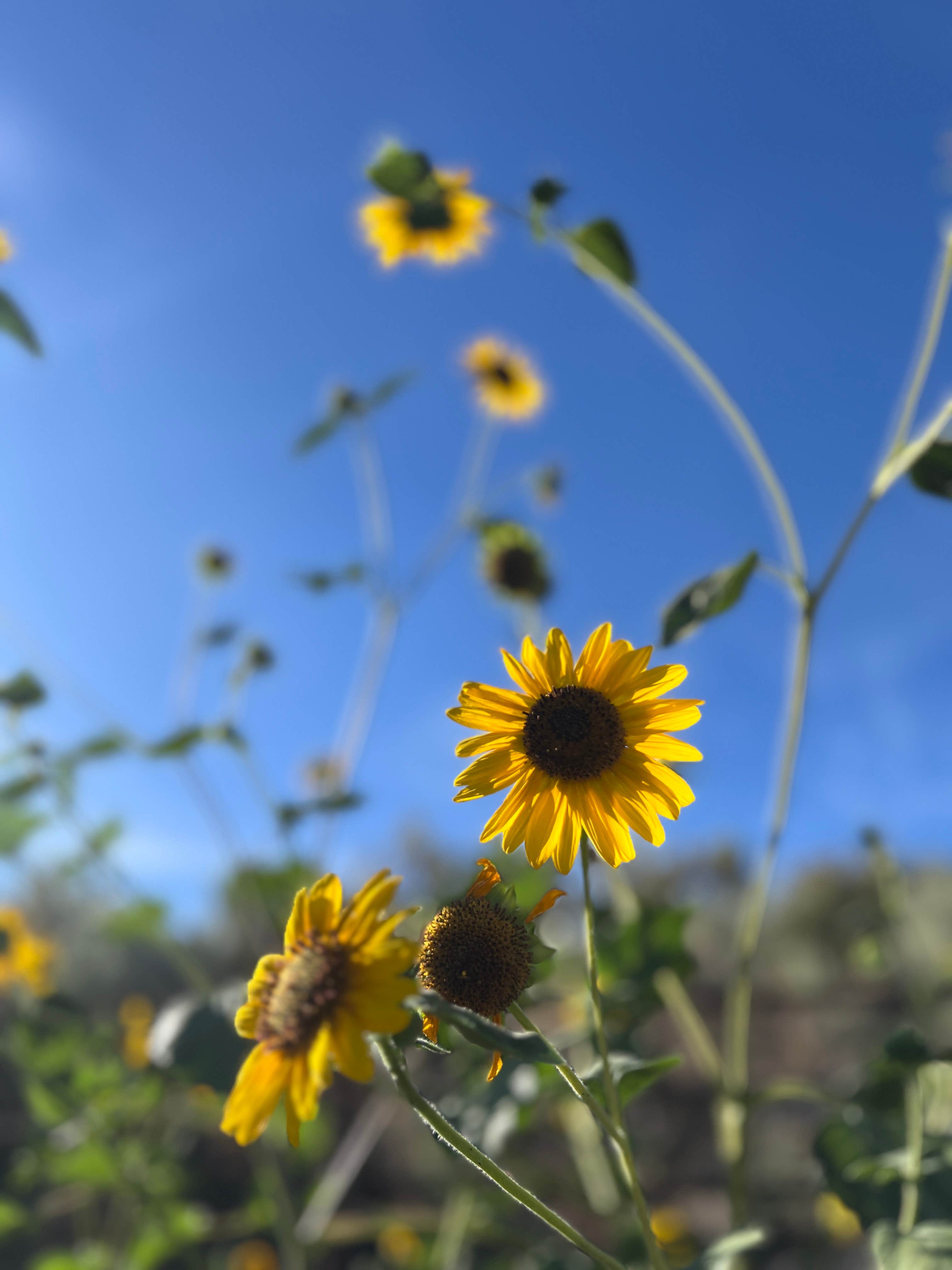 Camper-submitted photo at Silver Creek Public Access Dispersed near Craters of the Moon National Monument