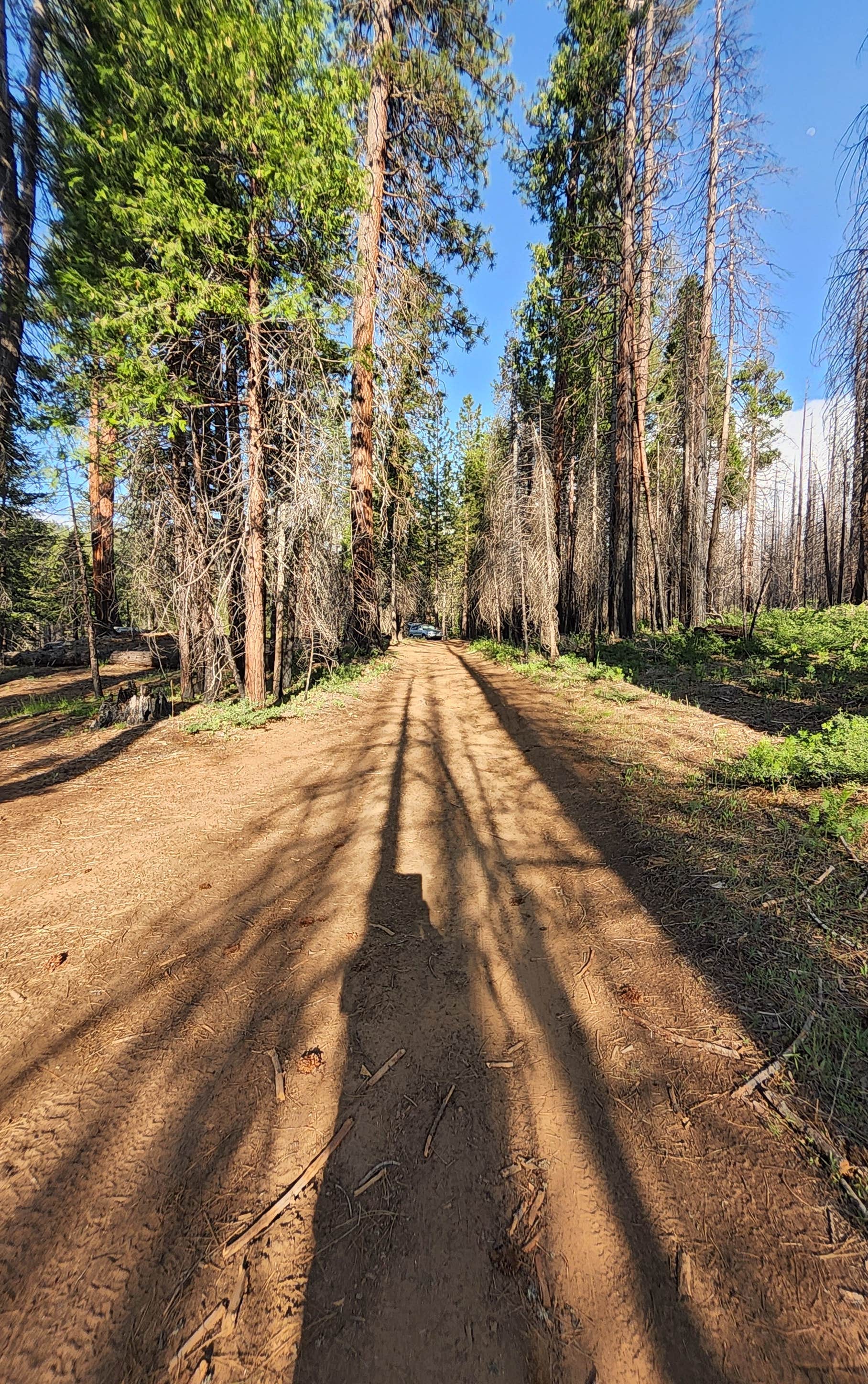 Camper submitted image from Silver Fork River Camping - 2