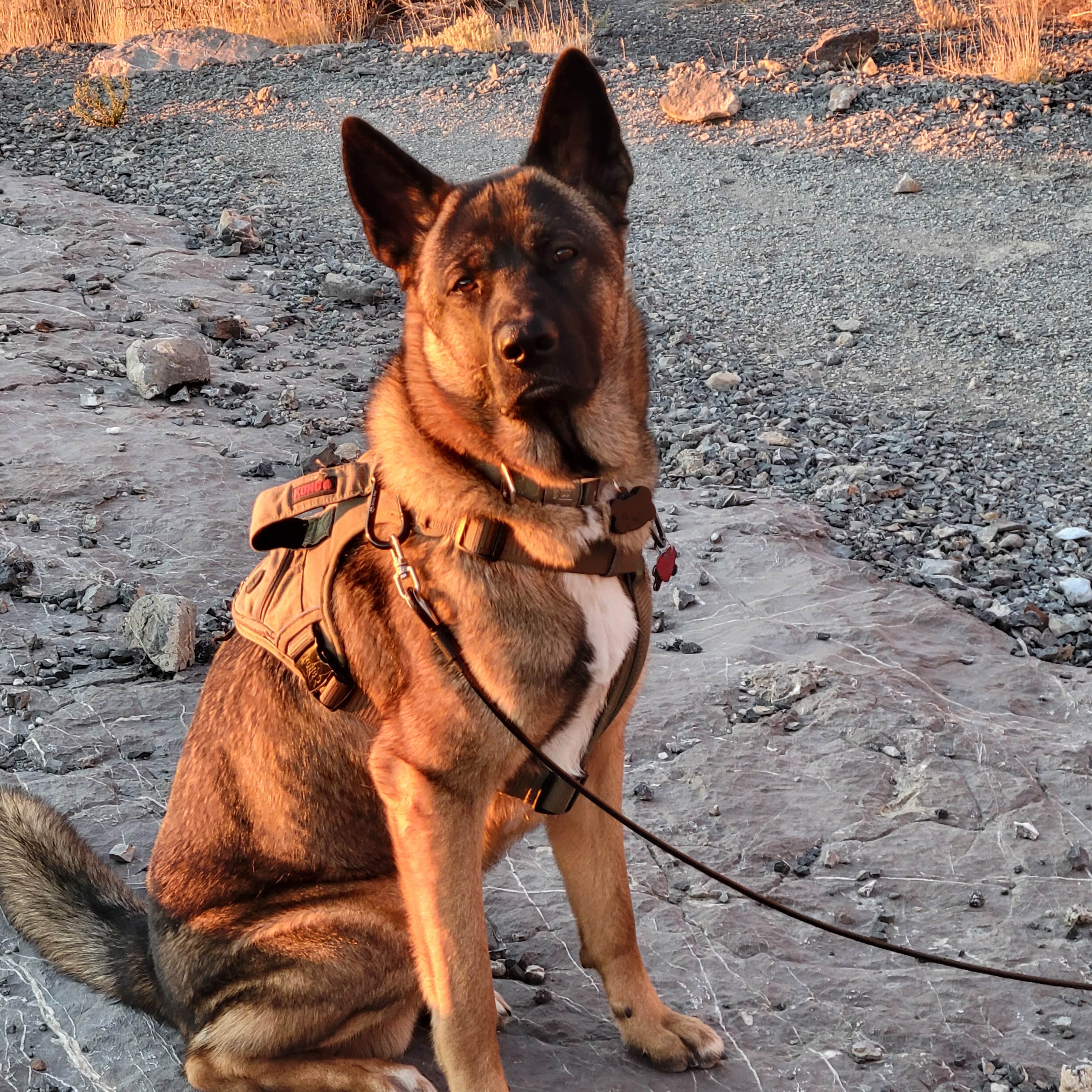 Erich J.'s photo of camping with pets at Silver Island Mountains by Bonneville Salt Flats near Wendover, UT