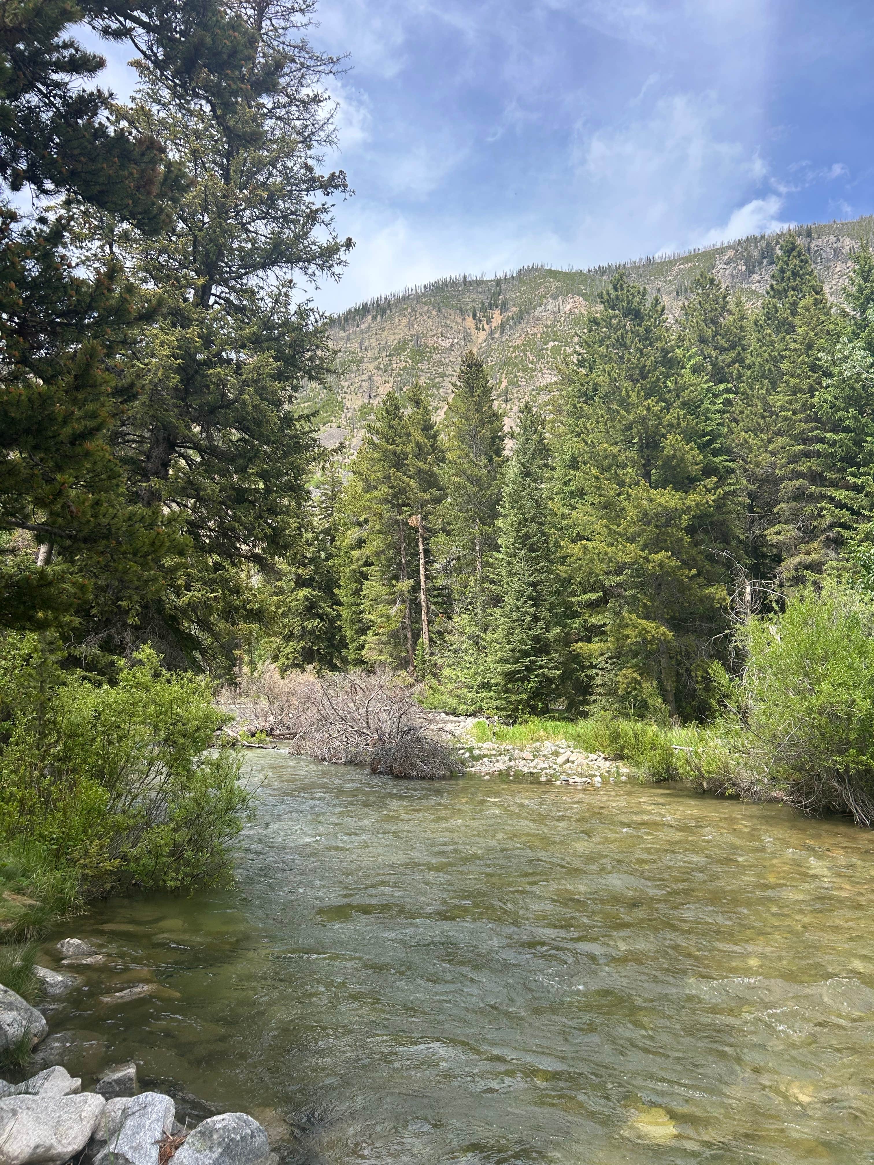 Camper-submitted photo at Silver Run Dispersed Camping Area near Red Lodge, MT