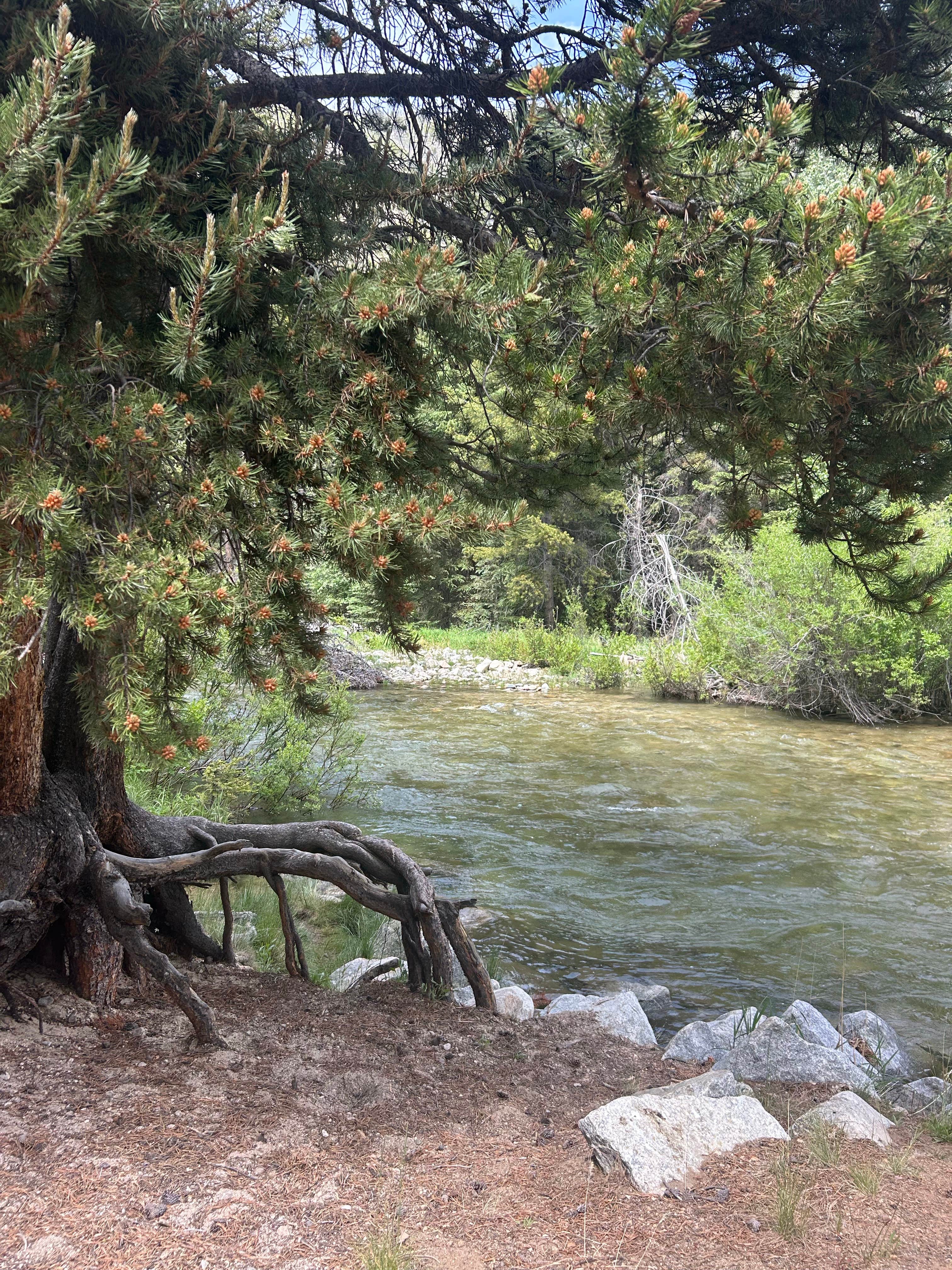Camping near Custer National Forest Rattin Campground: Silver Run Dispersed Camping Area, Red Lodge, Montana