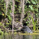 Review photo of Silver Springs State Park Campground by Amanda W., June 21, 2024