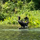 Review photo of Silver Springs State Park Campground by Amanda W., June 21, 2024