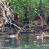 Review photo of Silver Springs State Park Campground by Amanda W., June 21, 2024