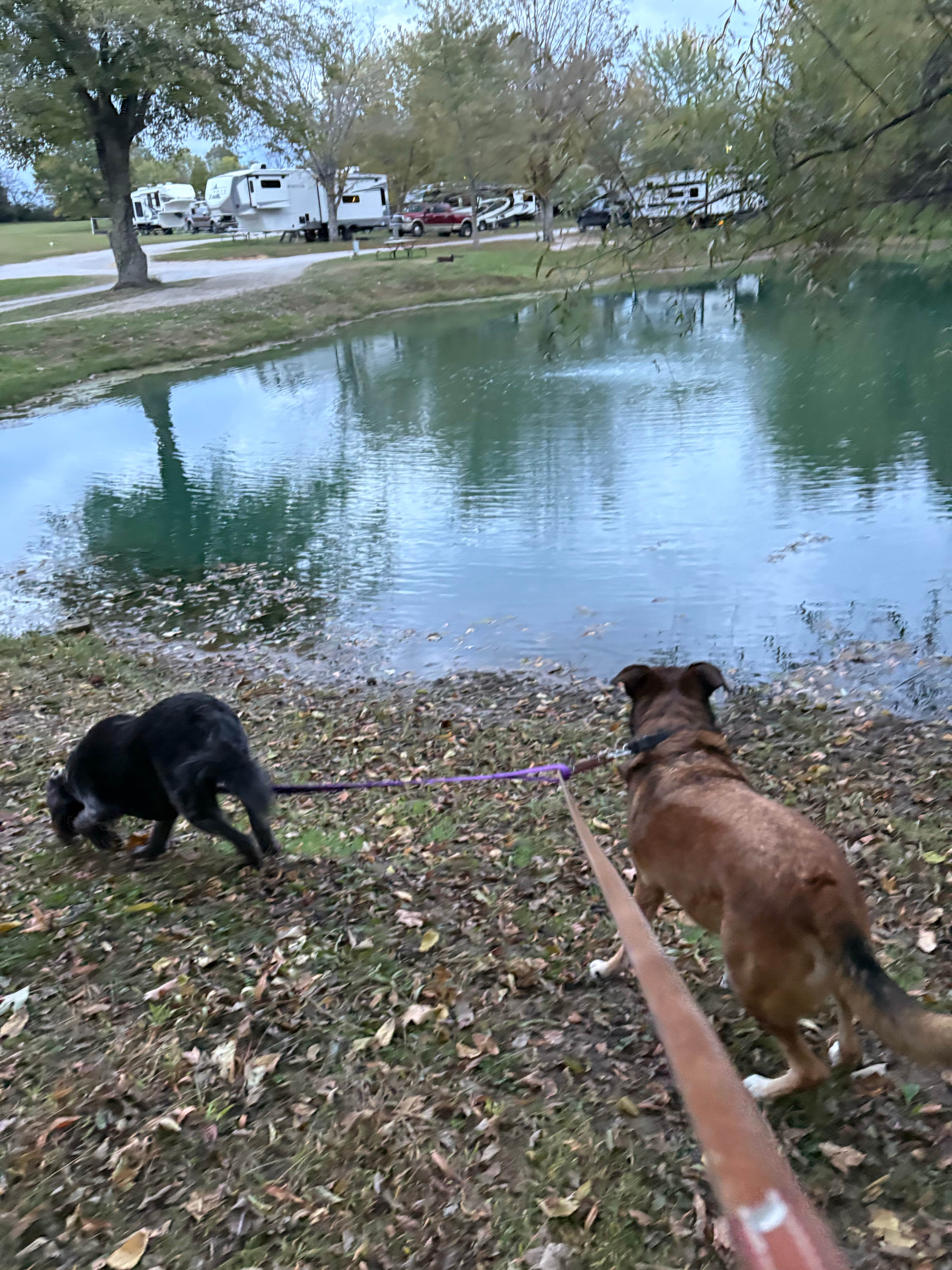 Paulene T.'s photo of camping with pets at Singing Hills RV Park And Campground near Campbellsville, KY