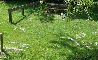 Sheri K.'s photo of camping with pets at Singing Hills RV Park And Campground near Mammoth Cave National Park
