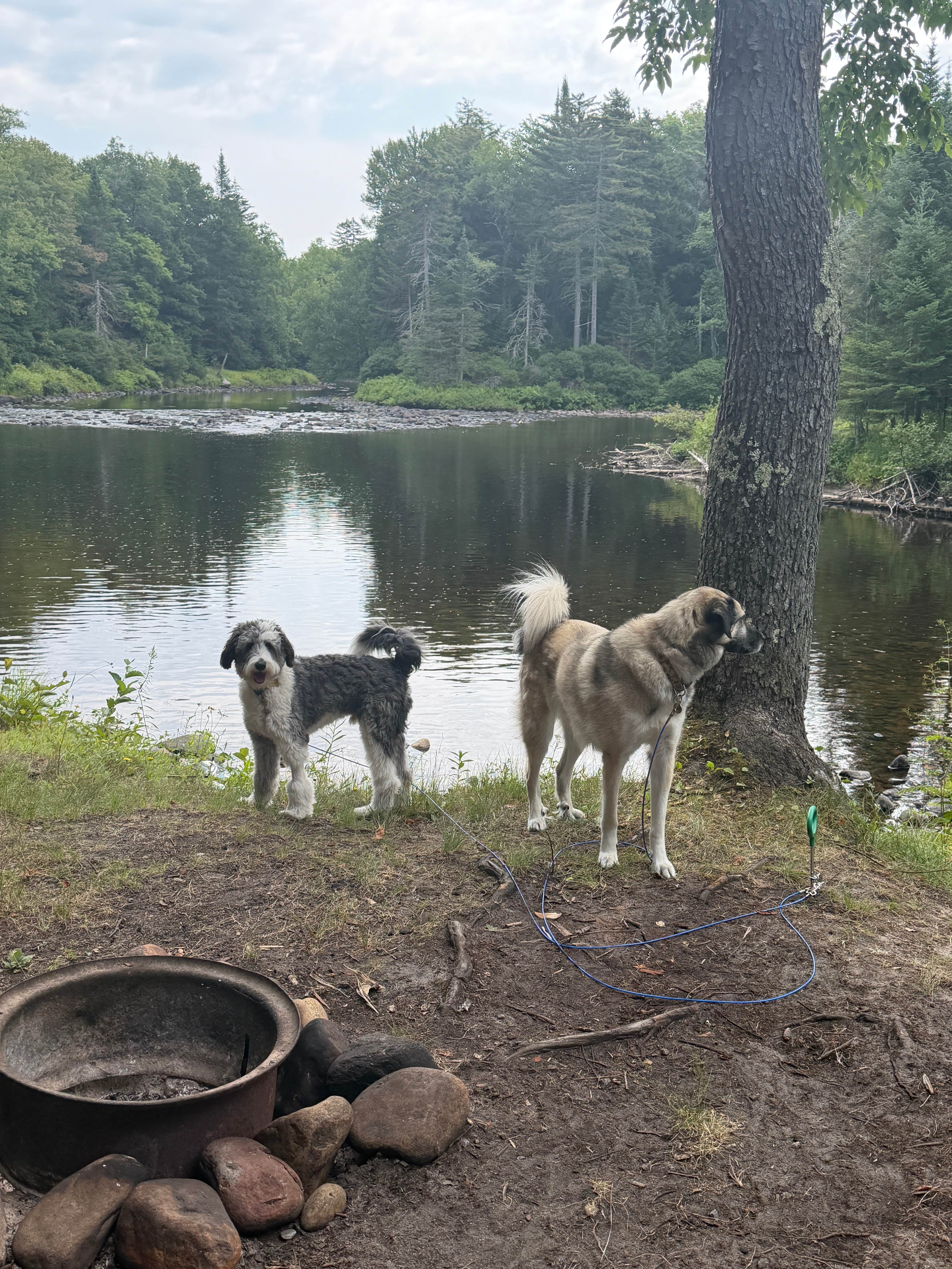 Katie M.'s photo of camping with pets at HTR Adirondacks near Old Forge, NY