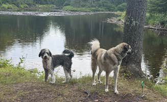 Katie M.'s photo of camping with pets at HTR Adirondacks near Remsen, NY
