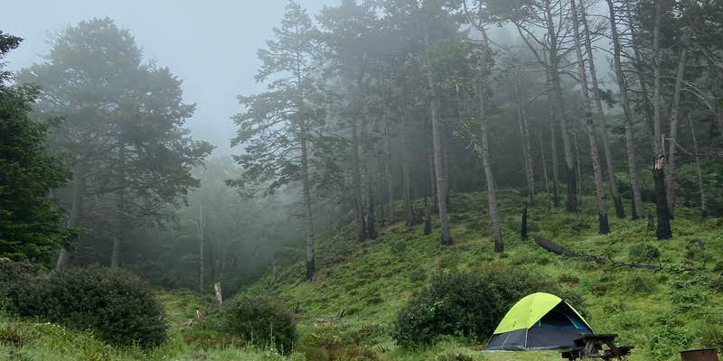 Camper submitted image from Bear Harbor Campsites — Sinkyone Wilderness State Park