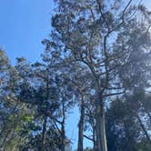 Review photo of Bear Harbor Campsites — Sinkyone Wilderness State Park by Darcy B., March 13, 2026