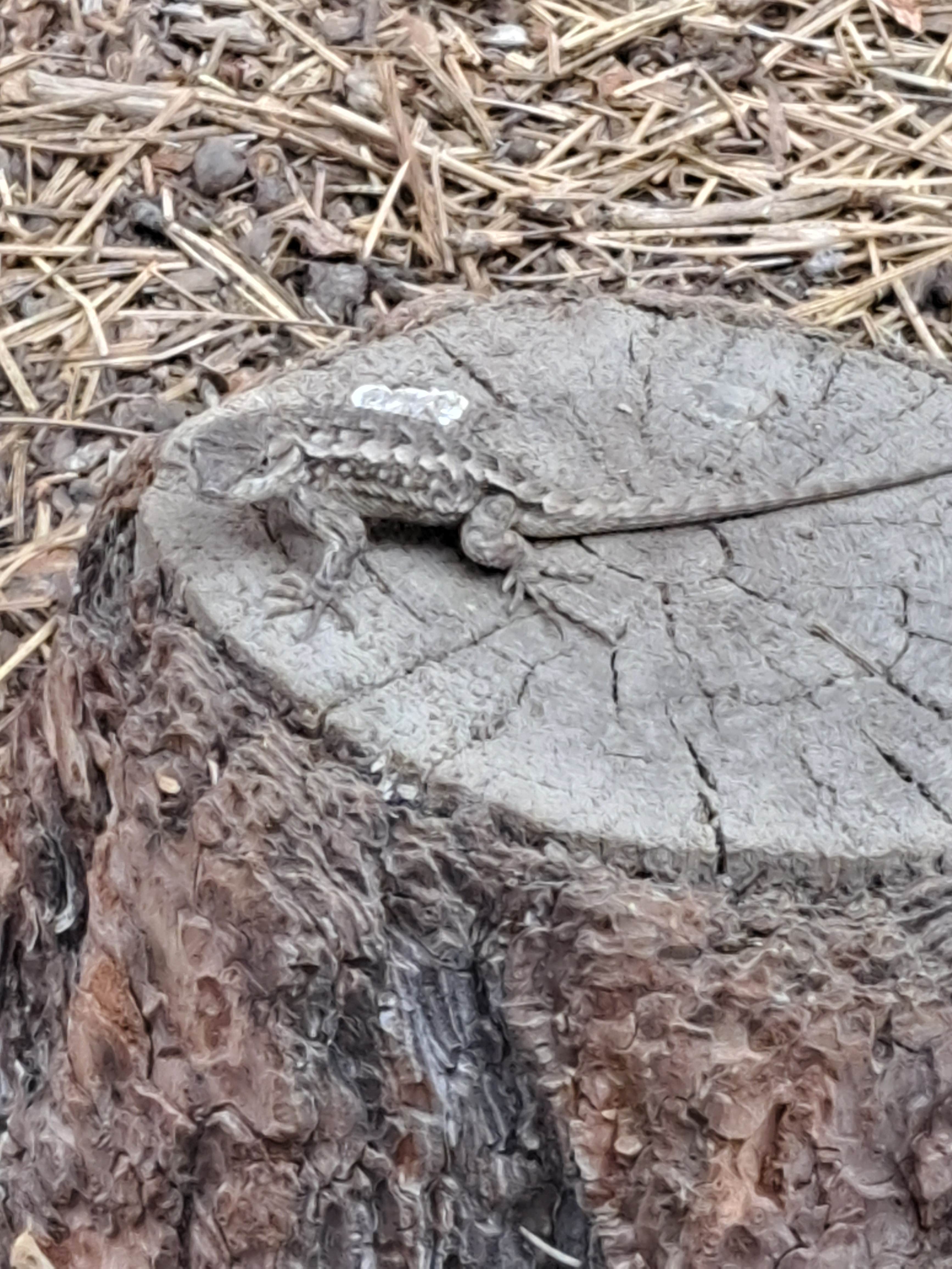 Camper-submitted photo at Sisters Rodeo Dispersed Camping near Redmond, OR