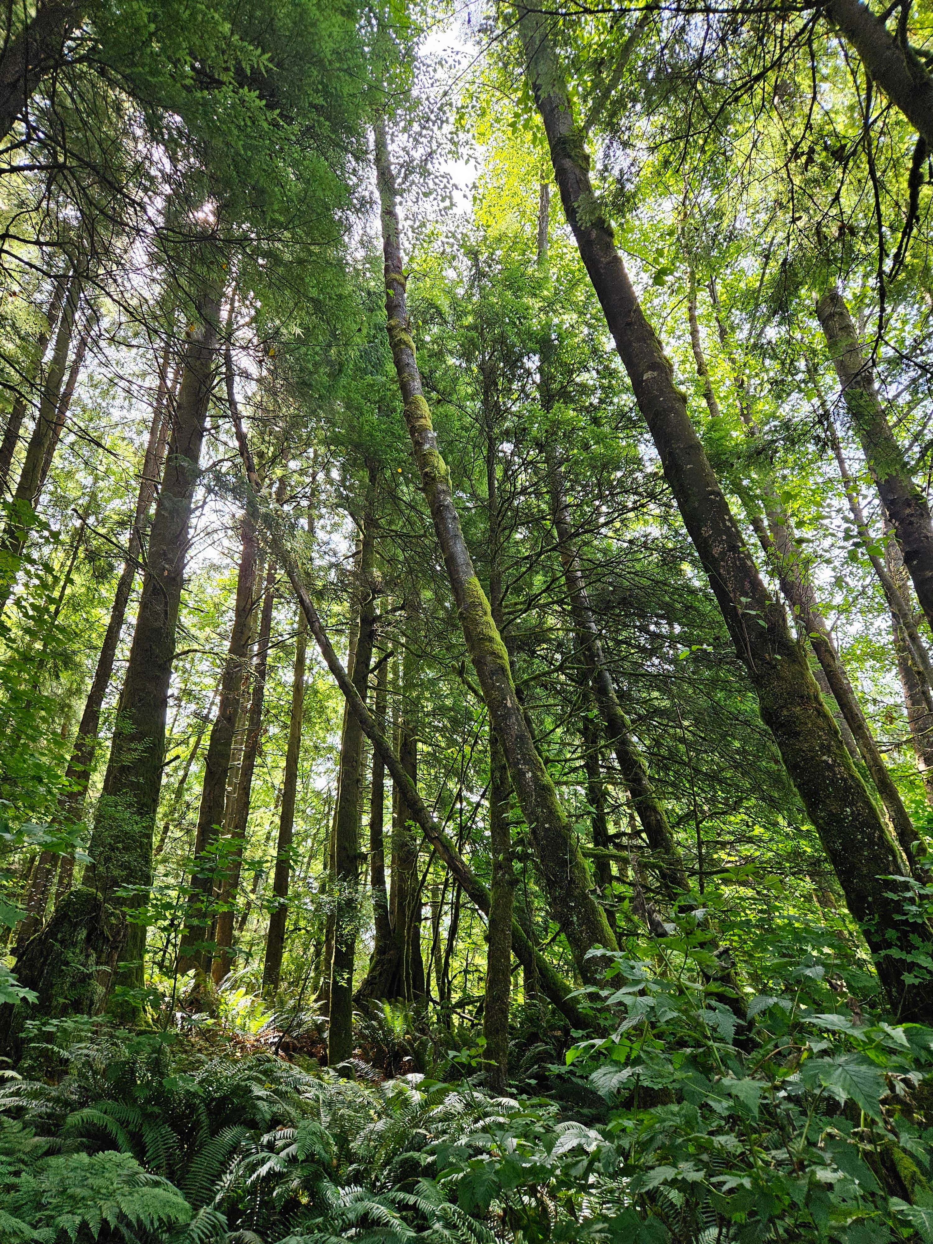 Camper-submitted photo at Skull Creek Campground near Oakland, OR