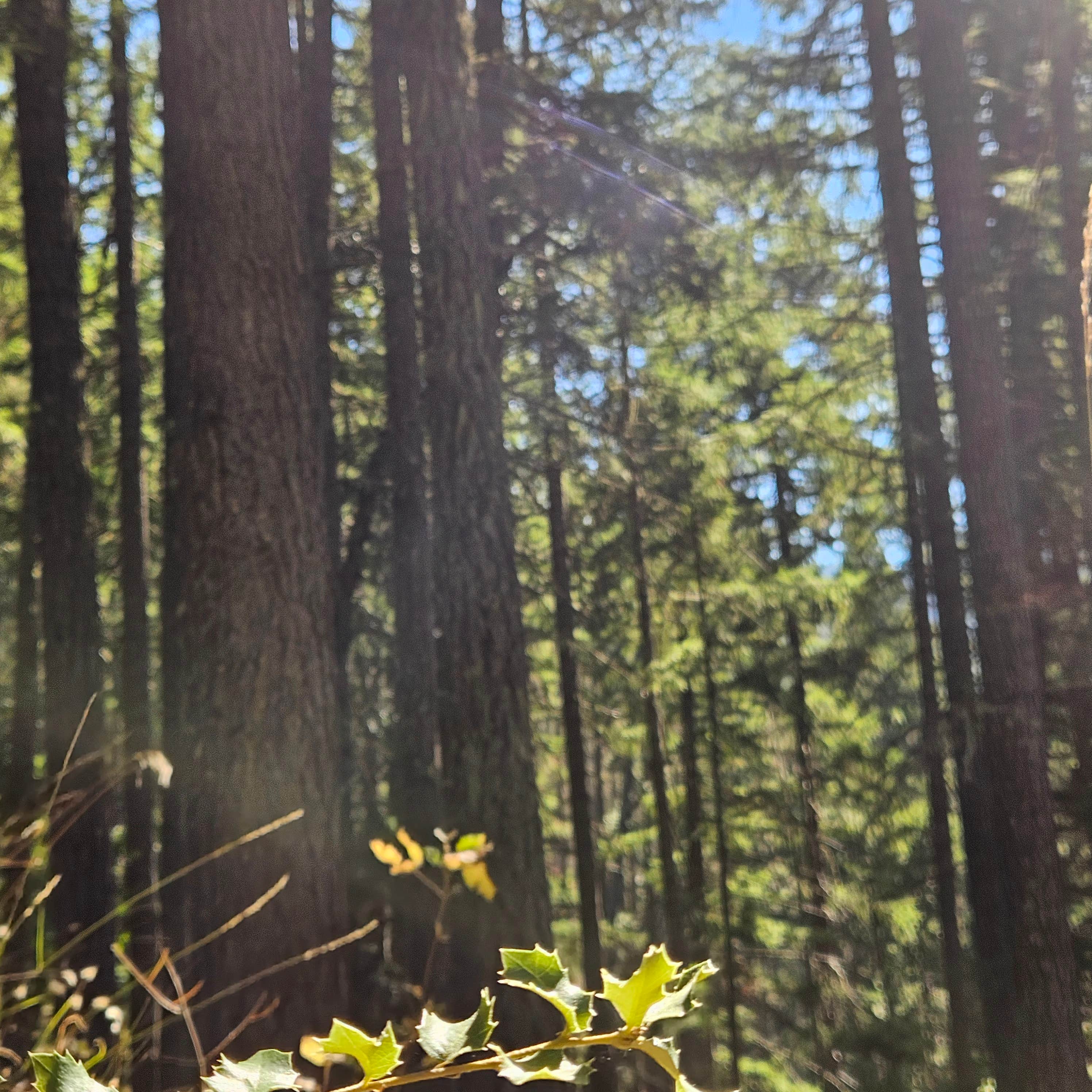 Camper-submitted photo at Skull Creek Campground near Oakland, OR