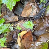 Review photo of Skunk Creek/Quinalt Ridge Road by Kylee R., September 23, 2026