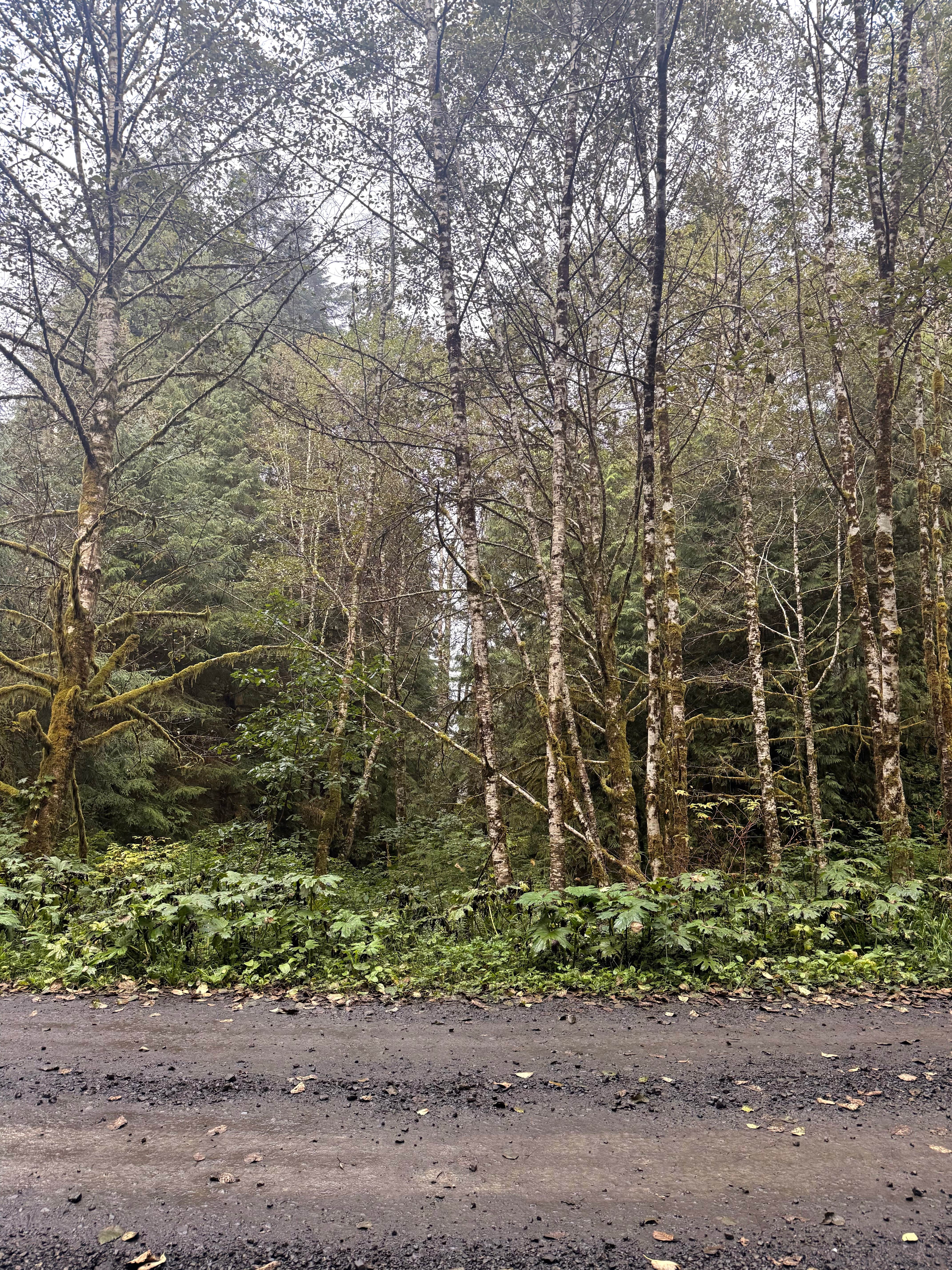 Camper-submitted photo at Skunk Creek/Quinalt Ridge Road near Olympic National Forest