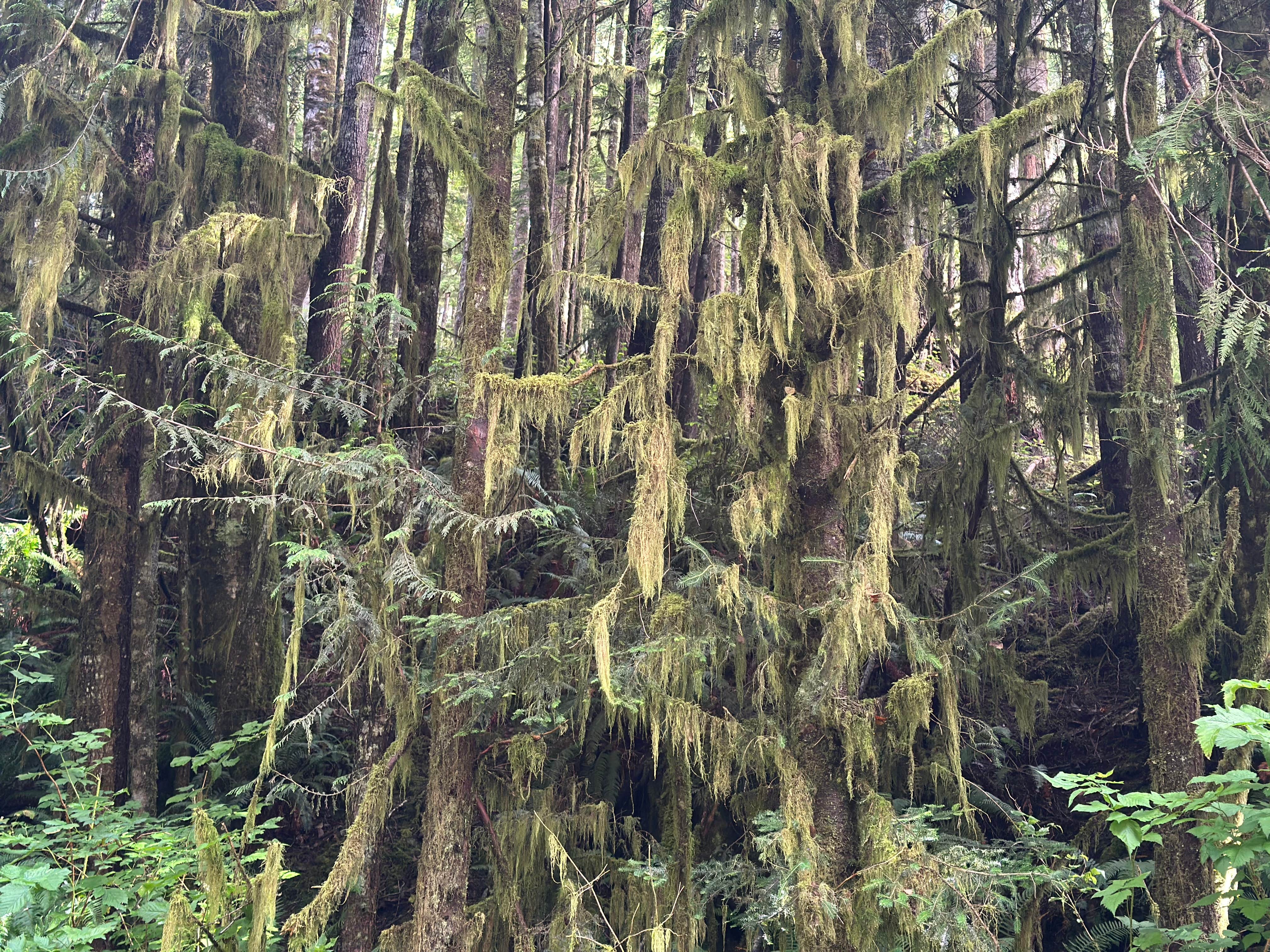 Camper-submitted photo at Skunk Creek/Quinalt Ridge Road near Pacific Beach, WA