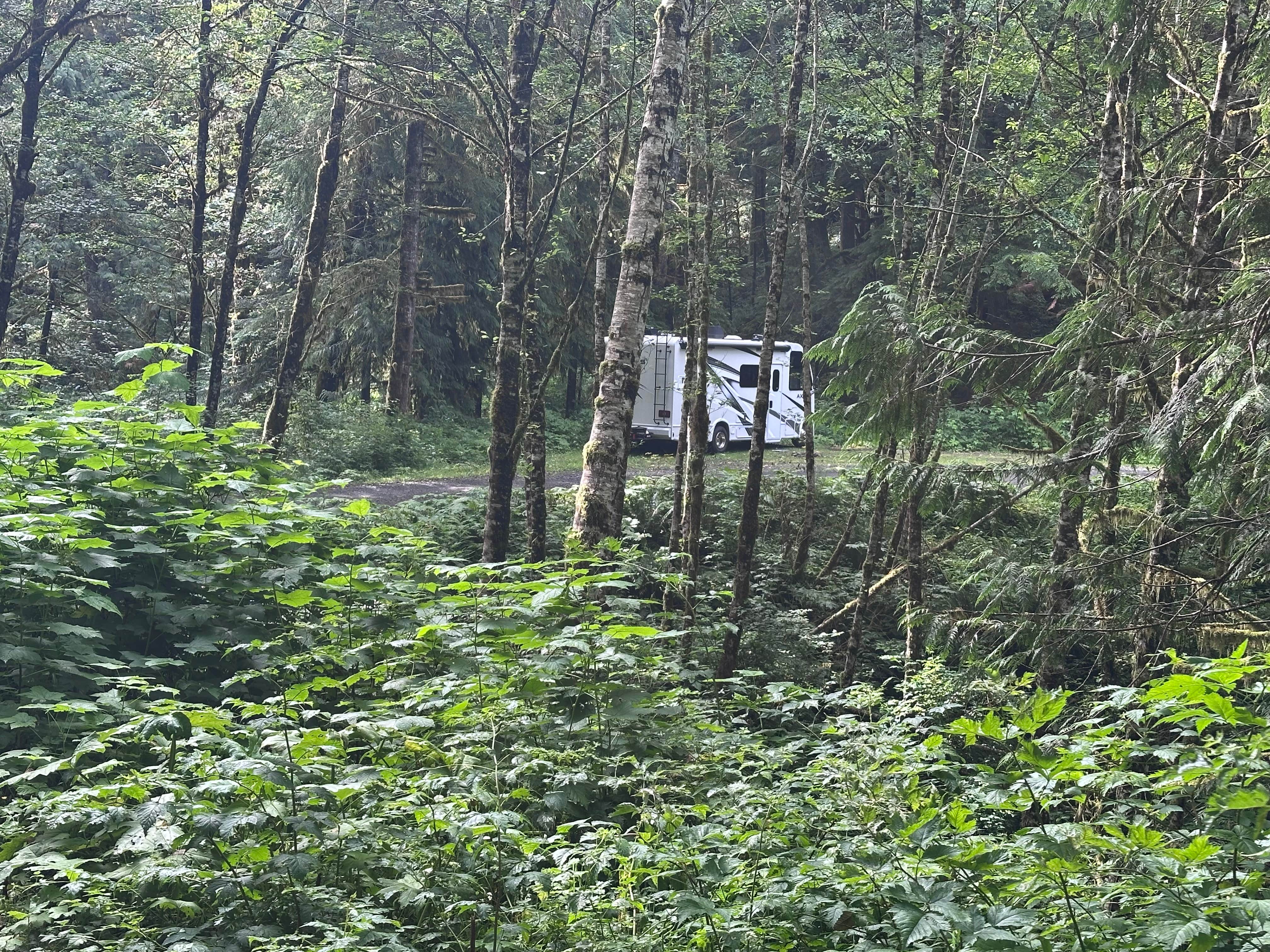 Camper-submitted photo at Skunk Creek/Quinalt Ridge Road near Pacific Beach, WA