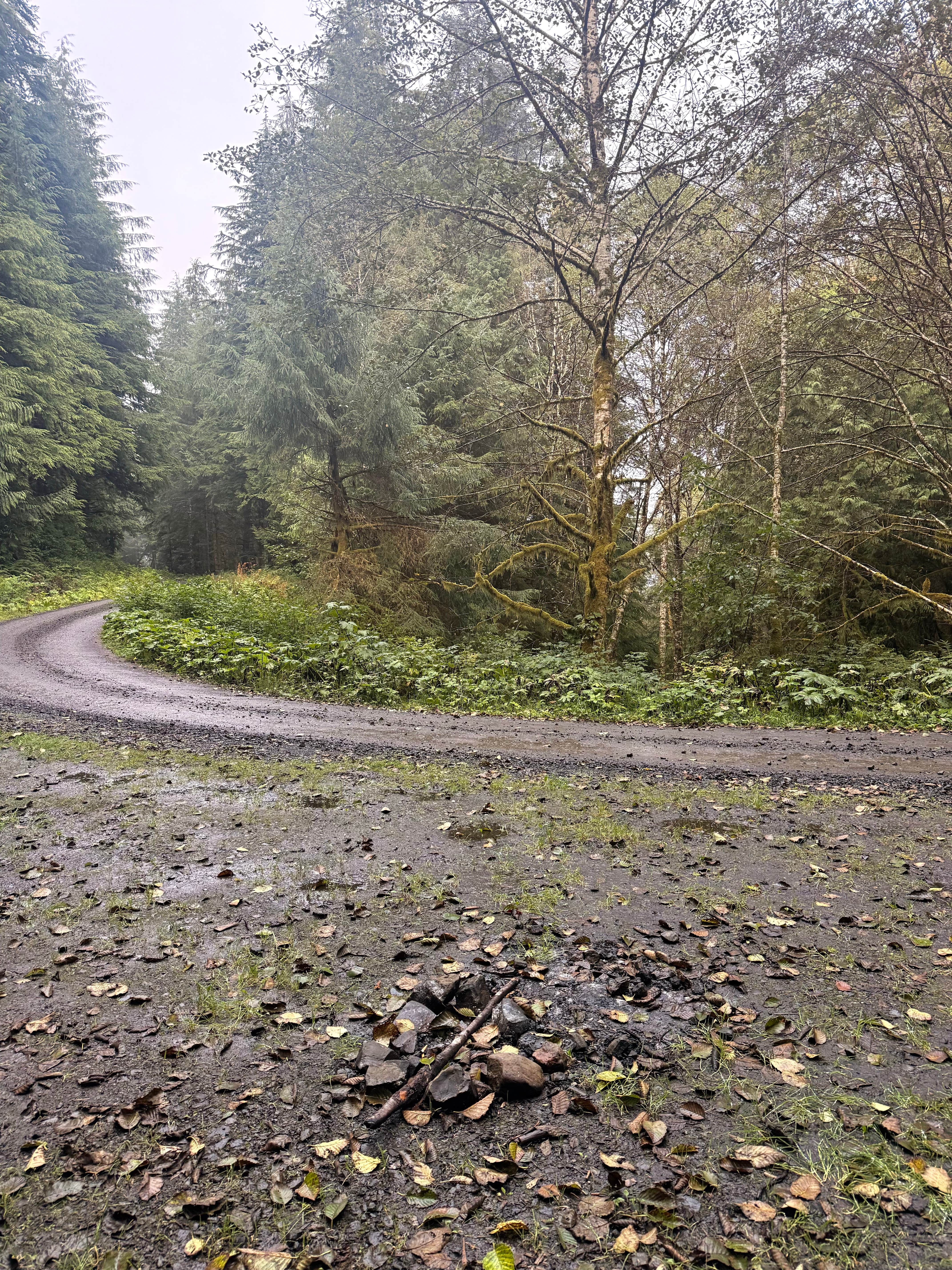 Camper-submitted photo at Skunk Creek/Quinalt Ridge Road near Olympic National Forest