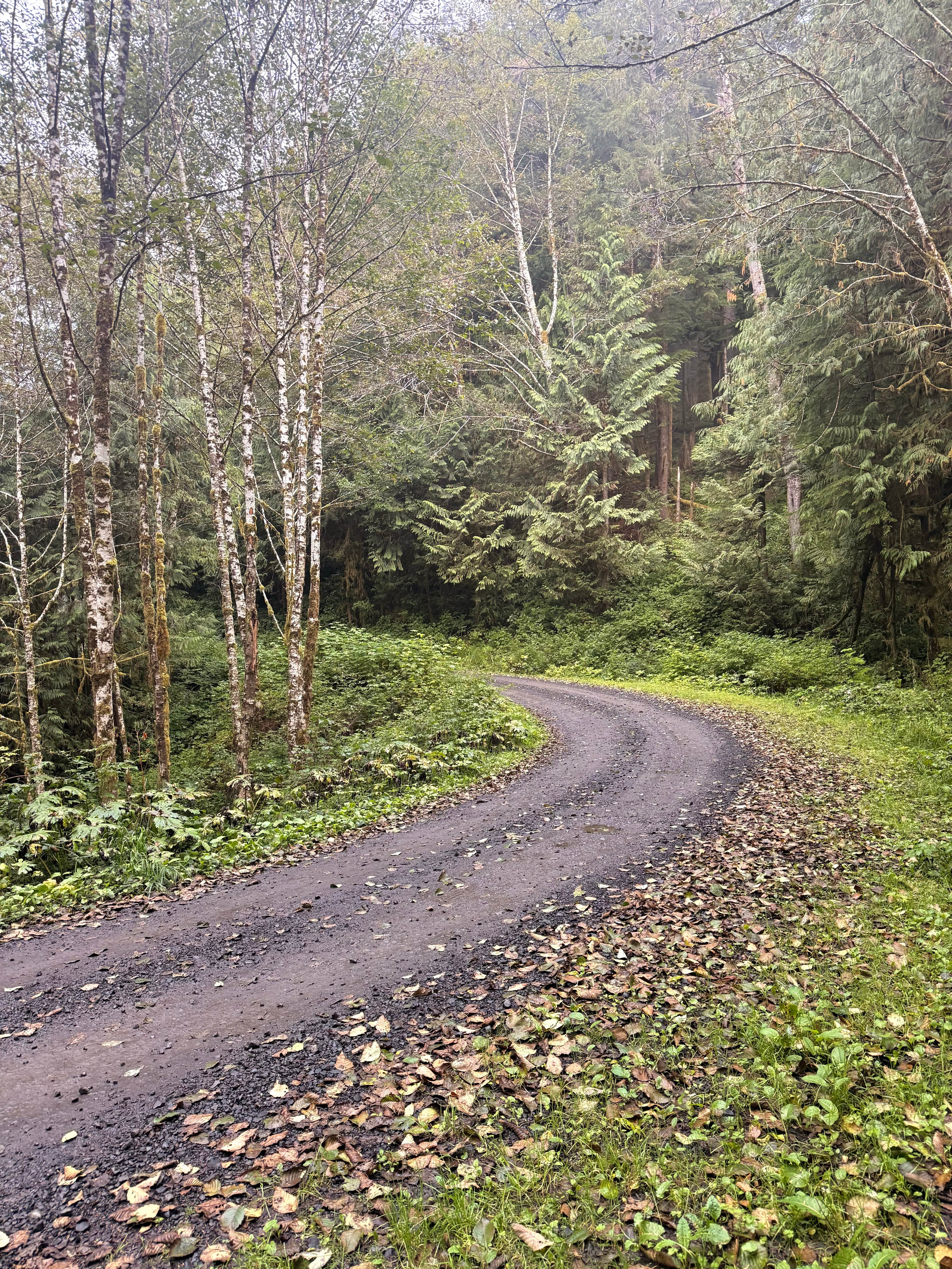 Camper-submitted photo at Skunk Creek/Quinalt Ridge Road near Olympic National Forest