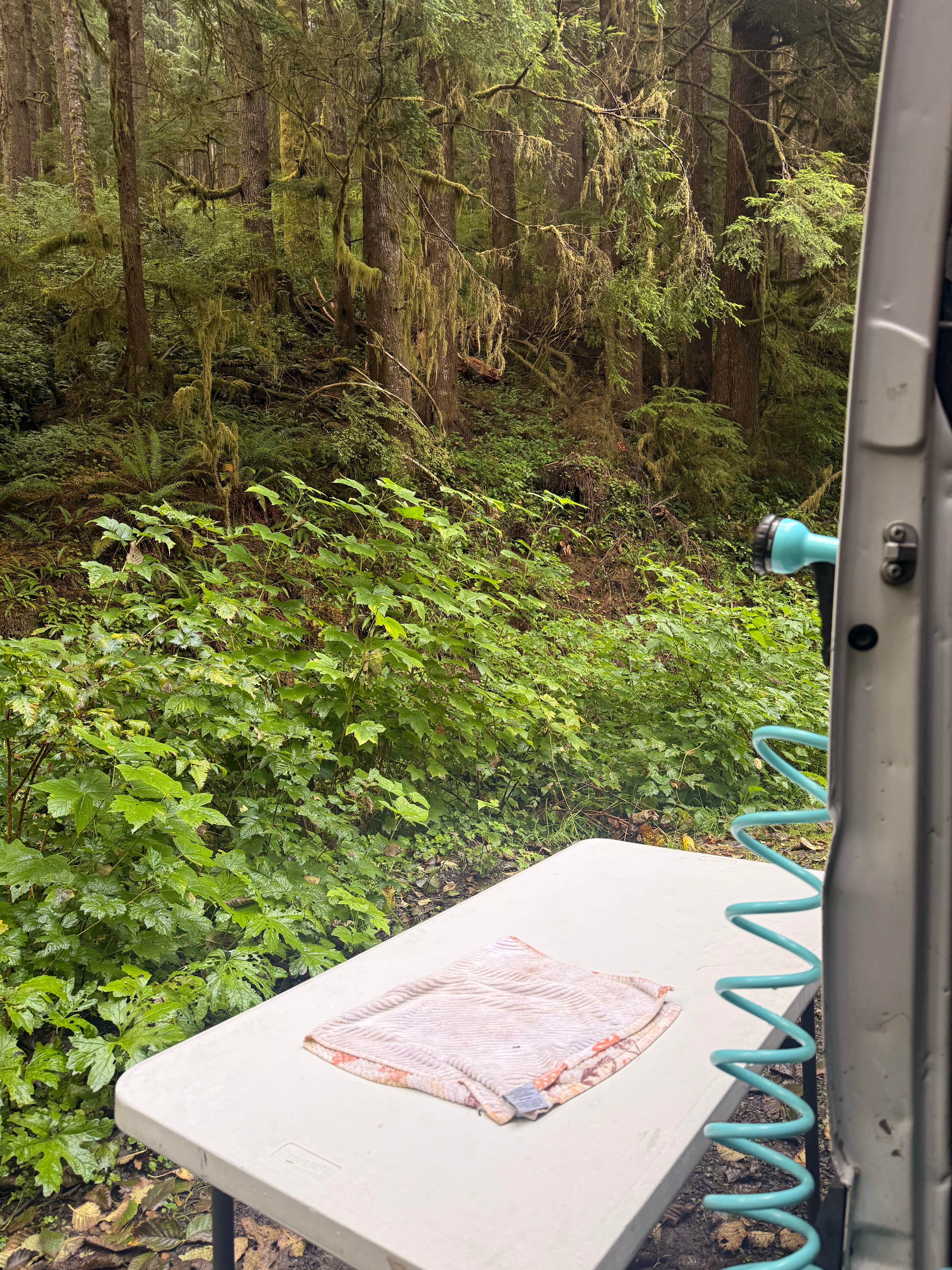 Camper-submitted photo at Skunk Creek/Quinalt Ridge Road near Olympic National Forest