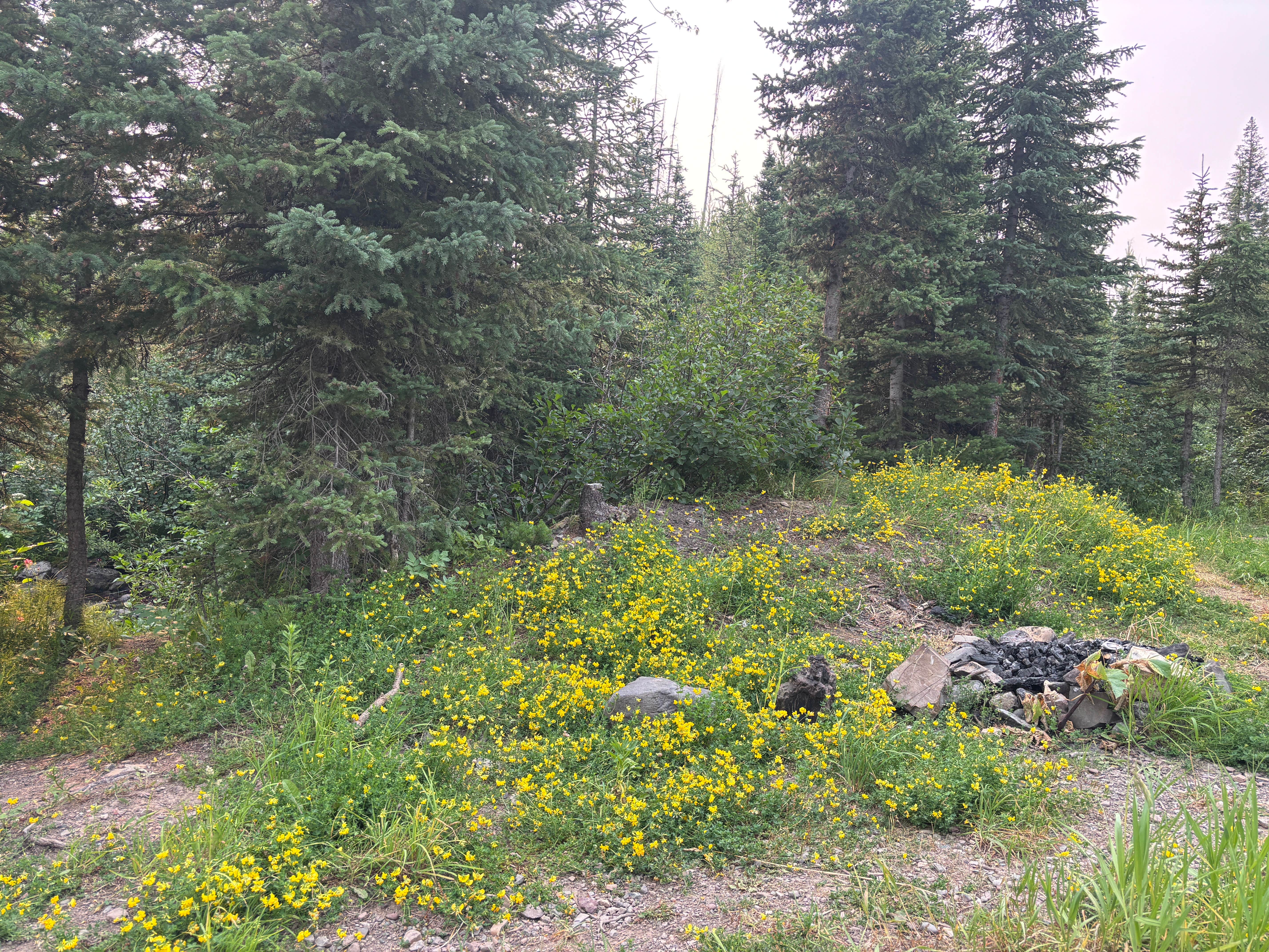 Camper-submitted photo at Skyland Rd Dispersed Camping near Browning, MT