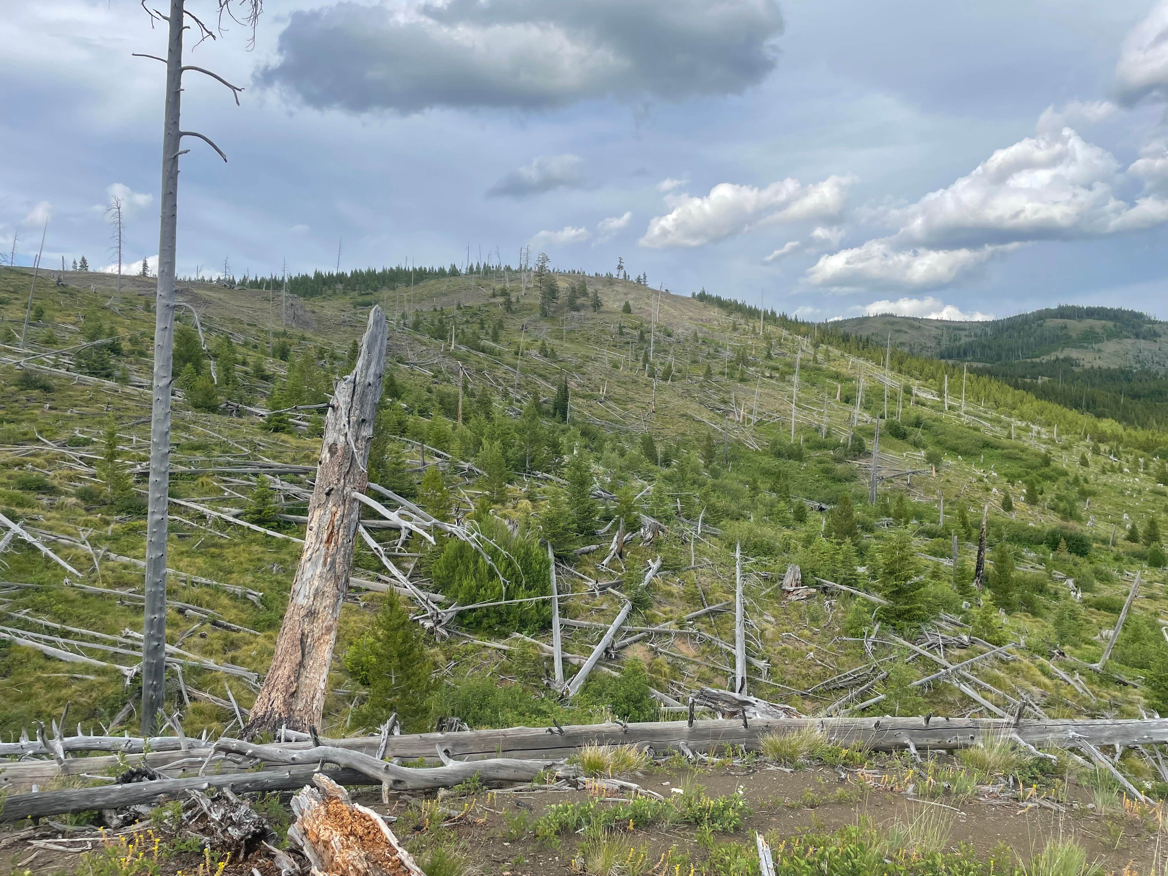 Camper-submitted photo at Skyland Rd Dispersed Camping near Heart Butte, MT