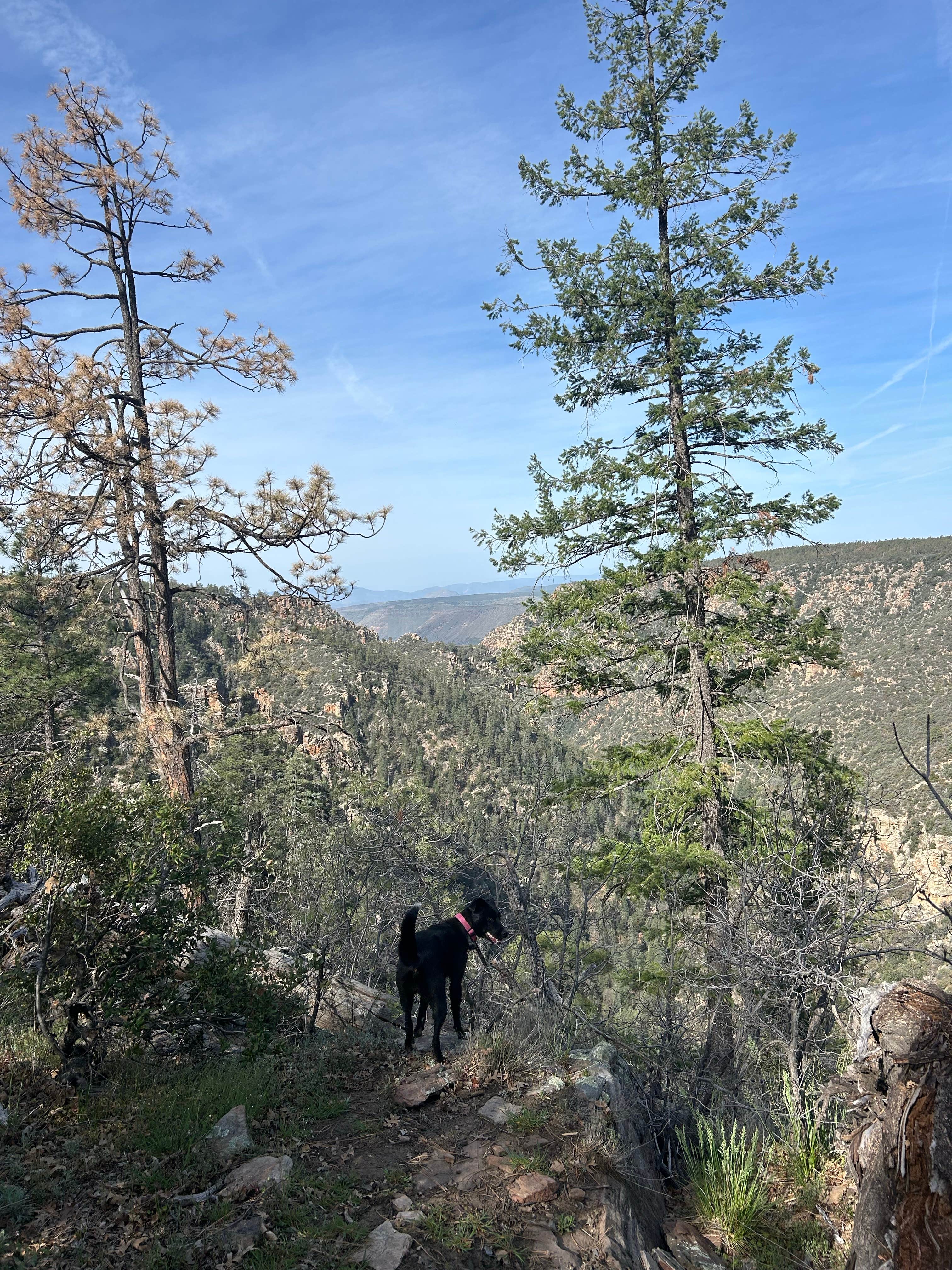 Chanel T.'s photo of a dispersed camping area at FS 609 - Dispersed Camping near Strawberry, AZ