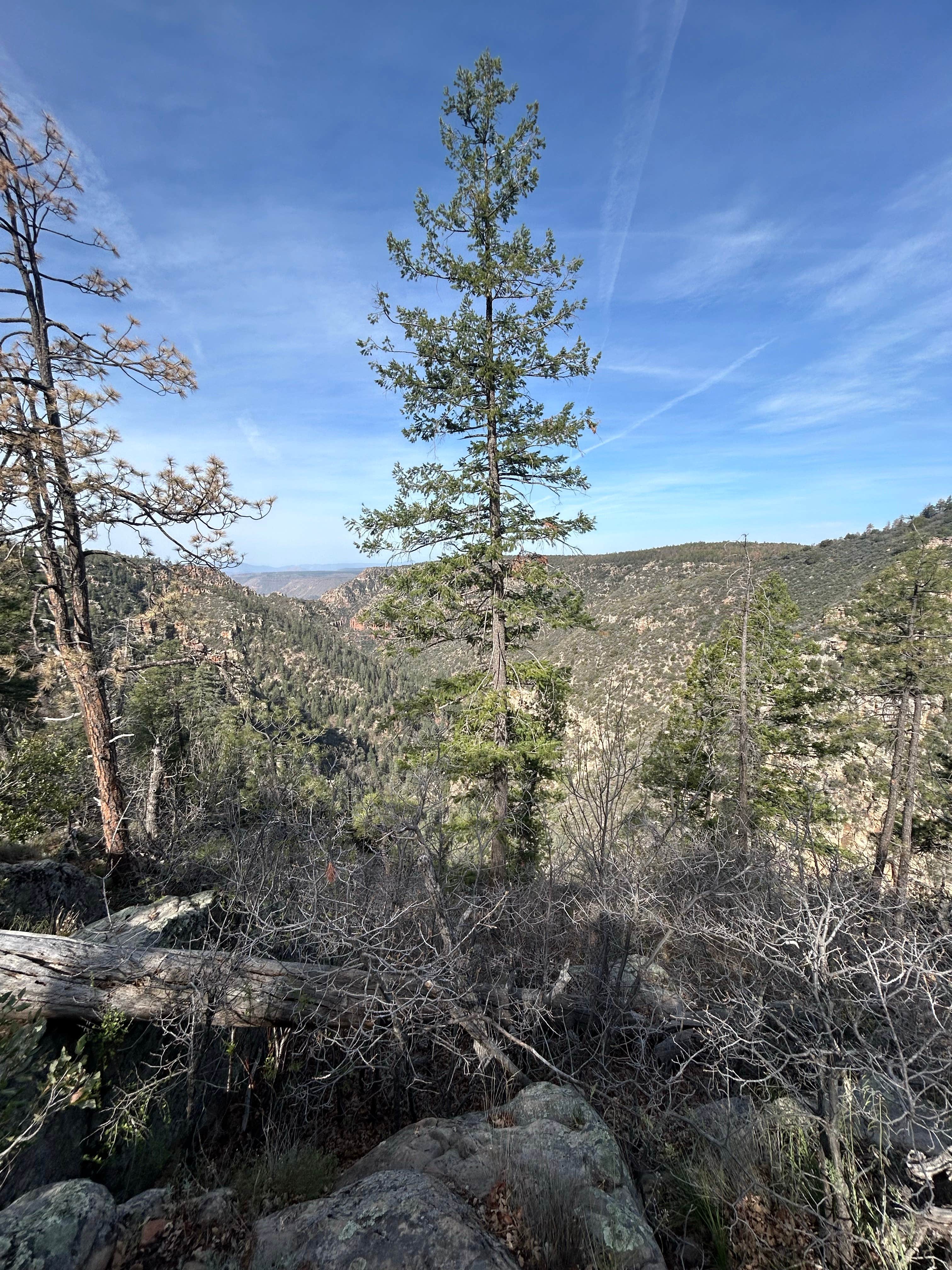 Camper-submitted photo at FS 609 - Dispersed Camping near Pine, AZ