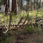 Review photo of FS 609 - Dispersed Camping by Make Memes Not War P., May 12, 2025