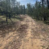 Review photo of FS 609 - Dispersed Camping by Chanel T., March 29, 2026