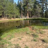 Review photo of FS 609 - Dispersed Camping by Chanel T., March 29, 2026