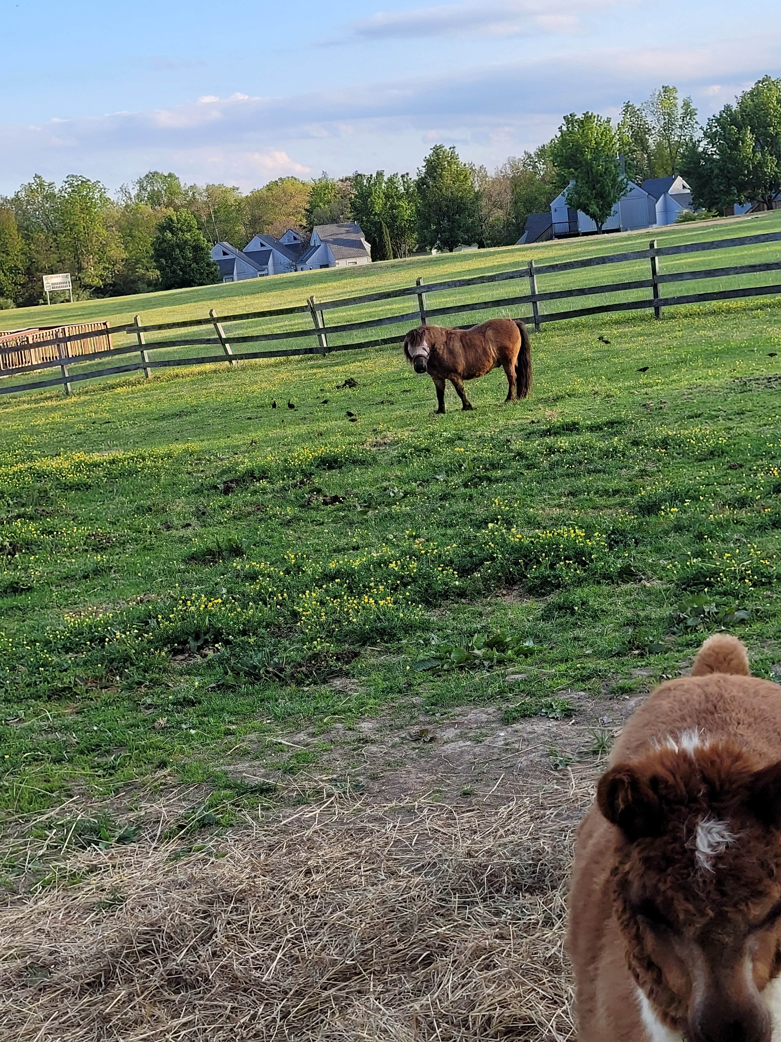 Lucinda H.'s photo of camping with pets at Skyline Ranch Resort near Wardensville, WV