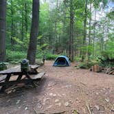 Review photo of Slate Run Trestle Sites — Tiadaghton State Forest by Corey T., August 29, 2026
