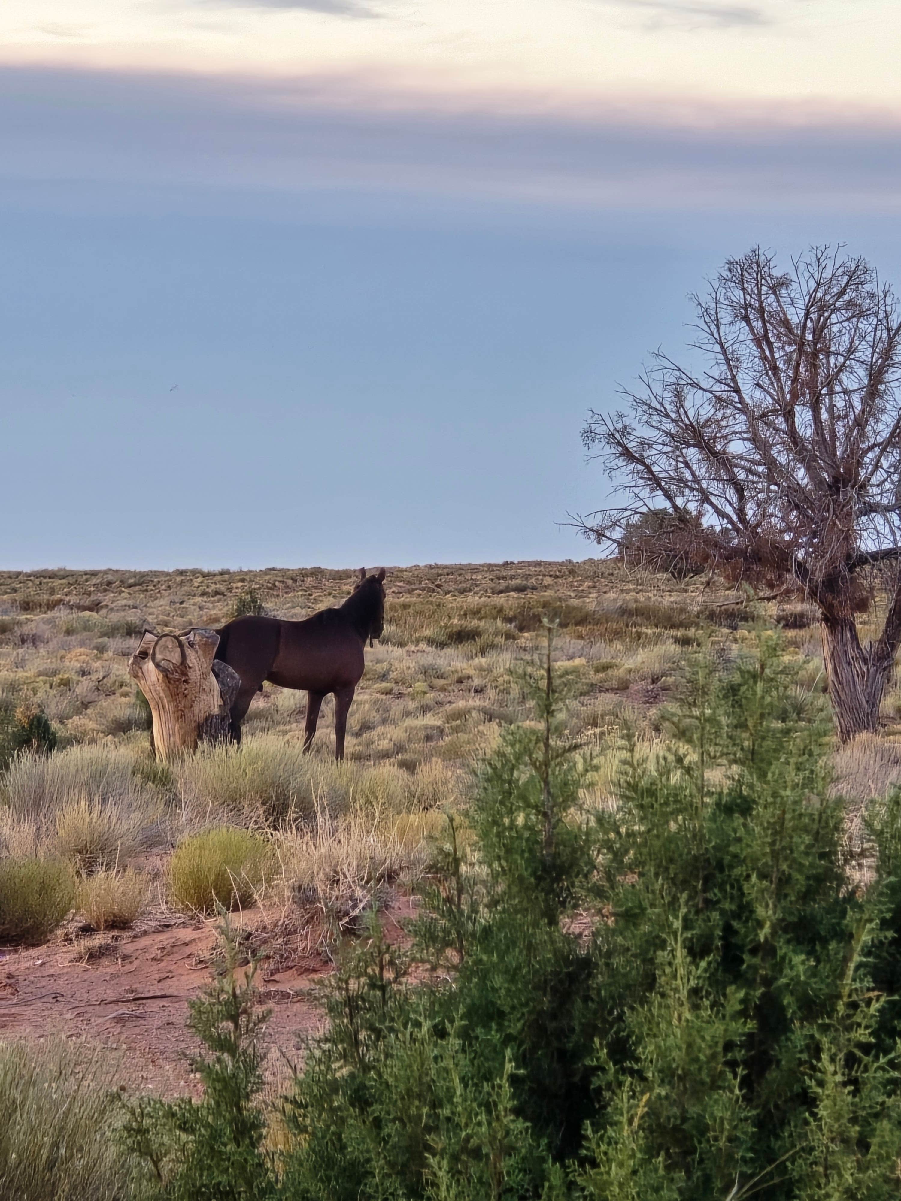 Jennifer R.'s photo of camping with a horse at Sleeping Bear Campground near Oljato-Monument Valley, UT