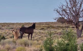 Jennifer R.'s photo of camping with a horse at Sleeping Bear Campground in Utah