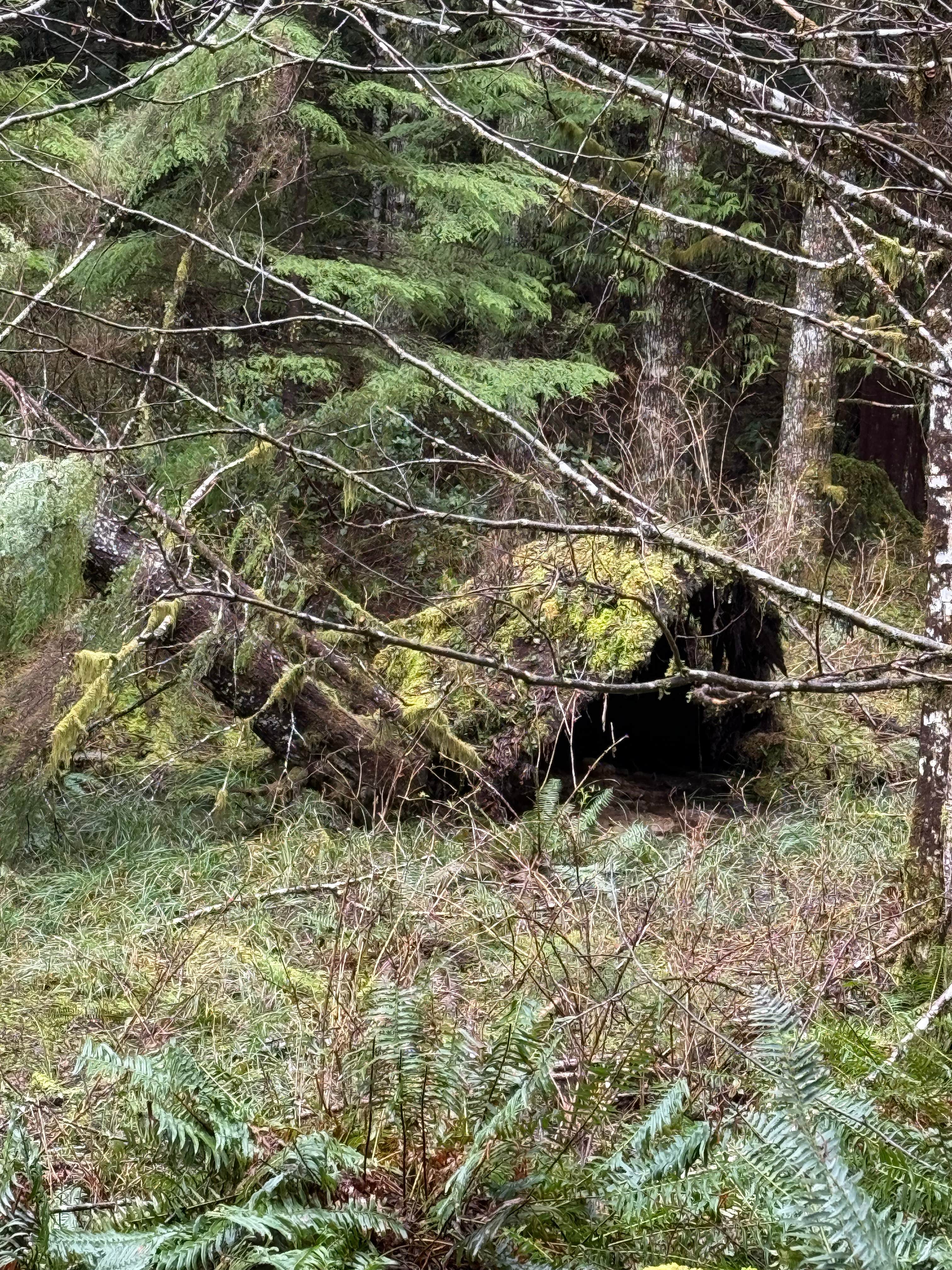 Camper-submitted photo at Snag Lake Campground near Grays River, WA