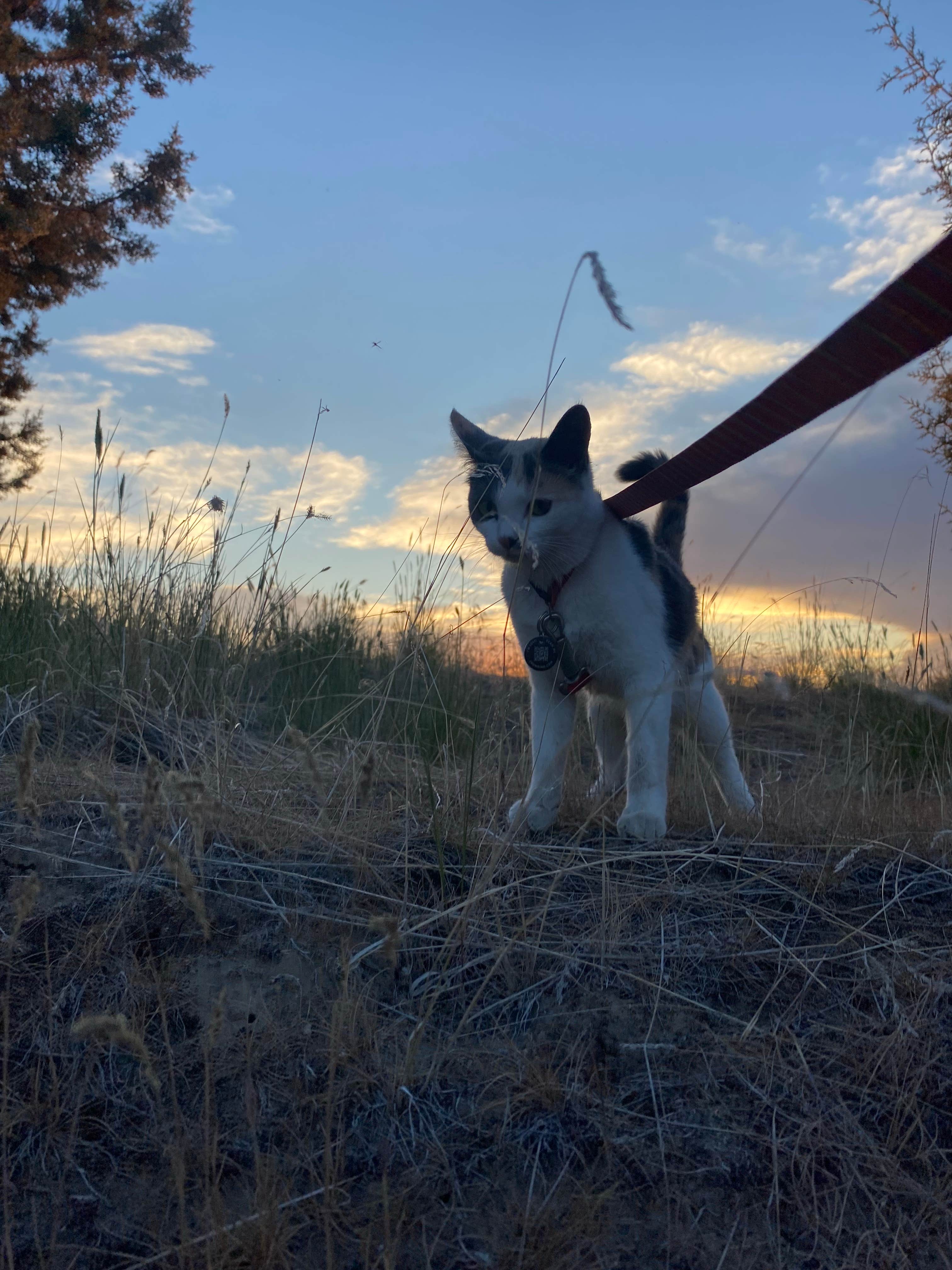Imerie T.'s photo of camping with pets at Snake River Vista Recreation Site near Pocatello, ID