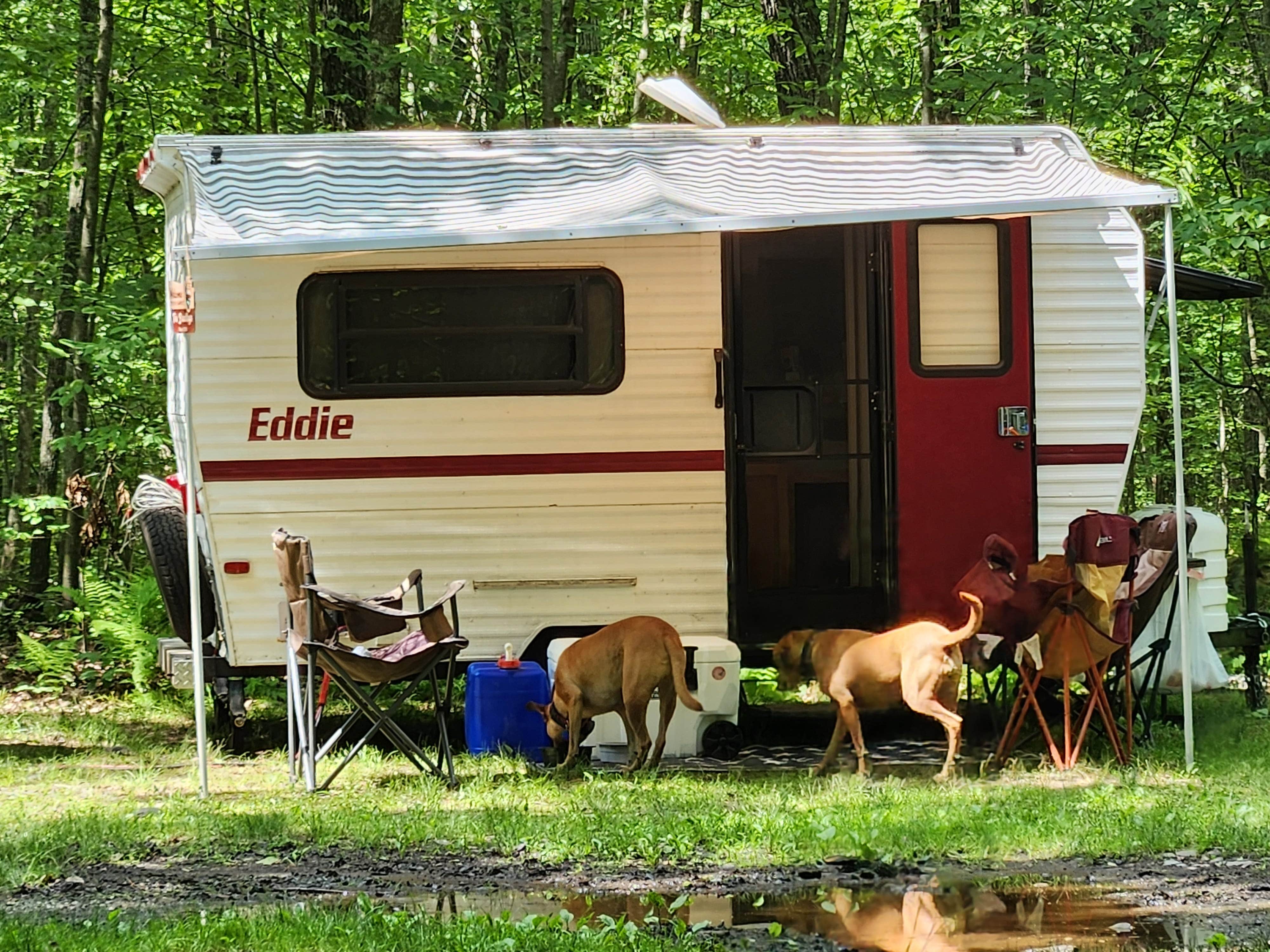 Sue B.'s photo of camping with pets at Snow Hill Roadside Campsites — Delaware State Forest near Lords Valley, PA