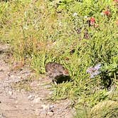 Review photo of Snow Lake Backcountry Campsites — Mount Rainier National Park by Lainey P., August 19, 2026