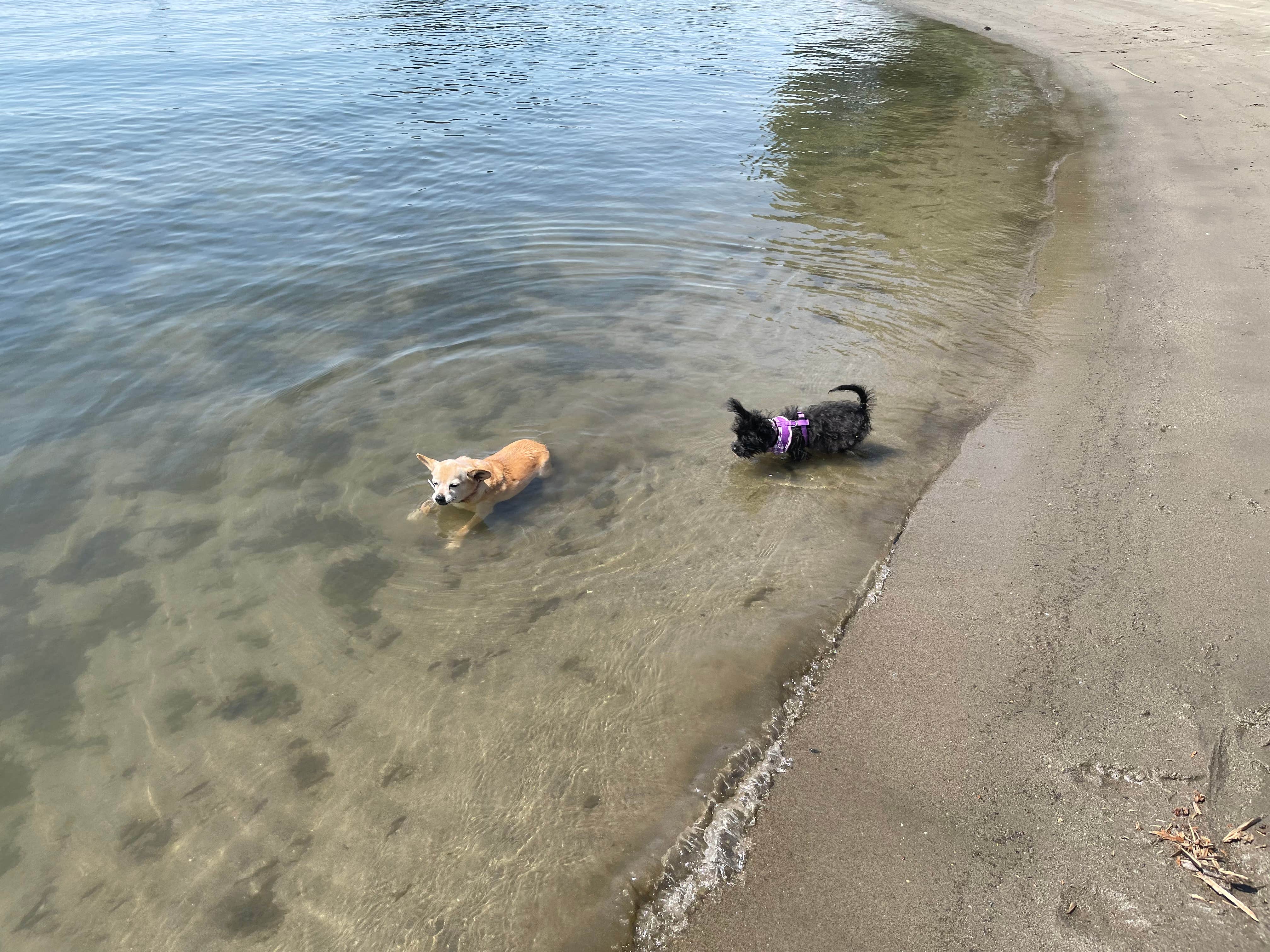 Lori L.'s photo of camping with pets at Snug Harbor RV Park & Marina near Sacramento, CA