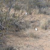 Review photo of Snyder Hill BLM Camping Area by Greg L., November 28, 2024