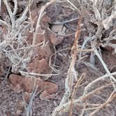 Review photo of Soap Creek - Dispersed Camping by Brad B., June 9, 2025