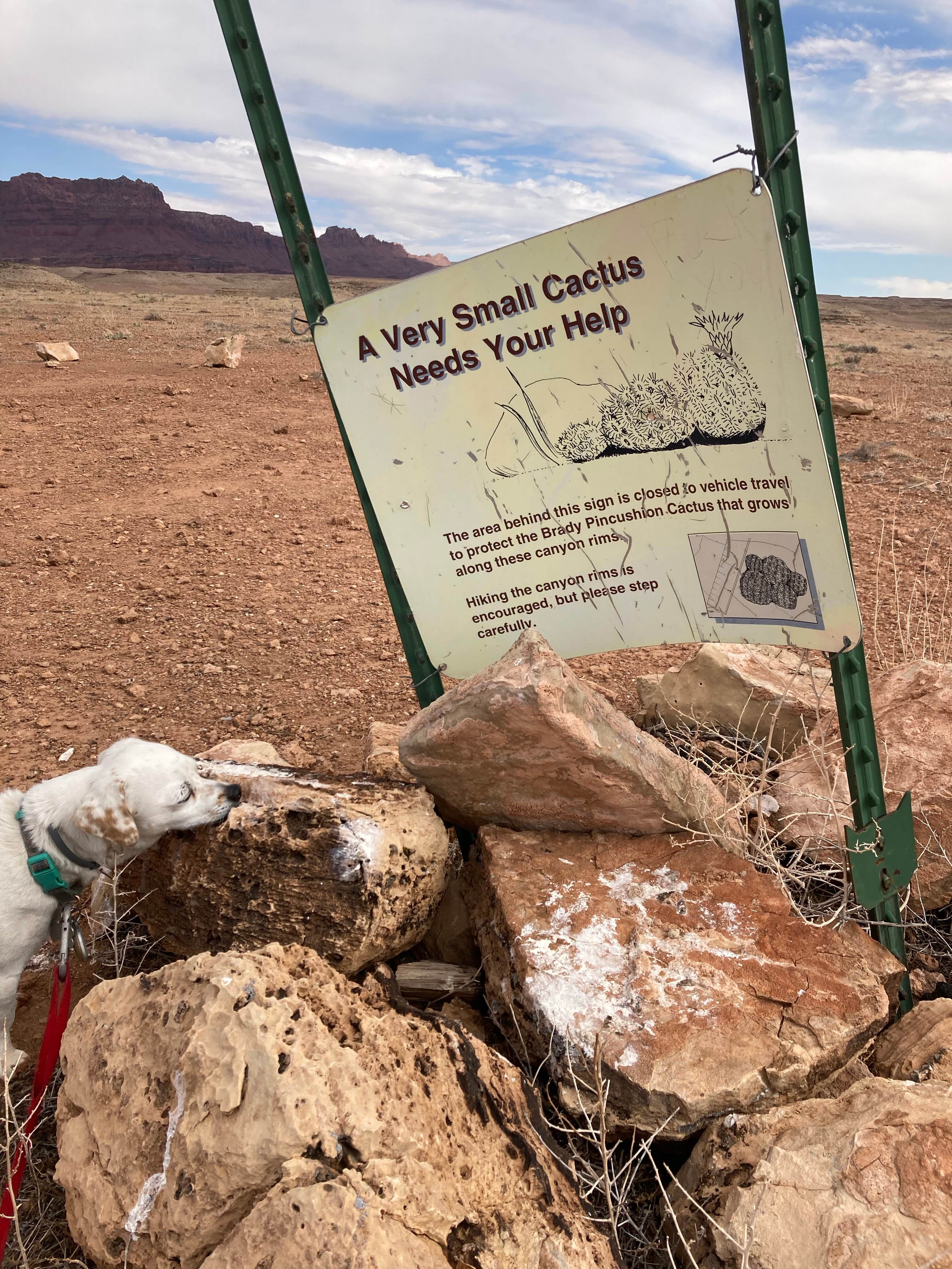 Cobalt B.'s photo of camping with pets at Soap Creek - Dispersed Camping near Page, AZ