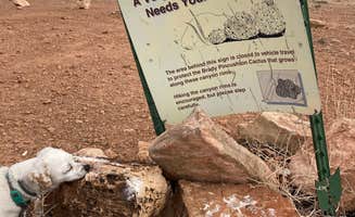Cobalt B.'s photo of camping with pets at Soap Creek - Dispersed Camping near Lake Powell, UT