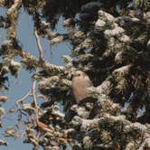 Review photo of Soapstone Basin Dispersed Camping by Elise A., October 17, 2025