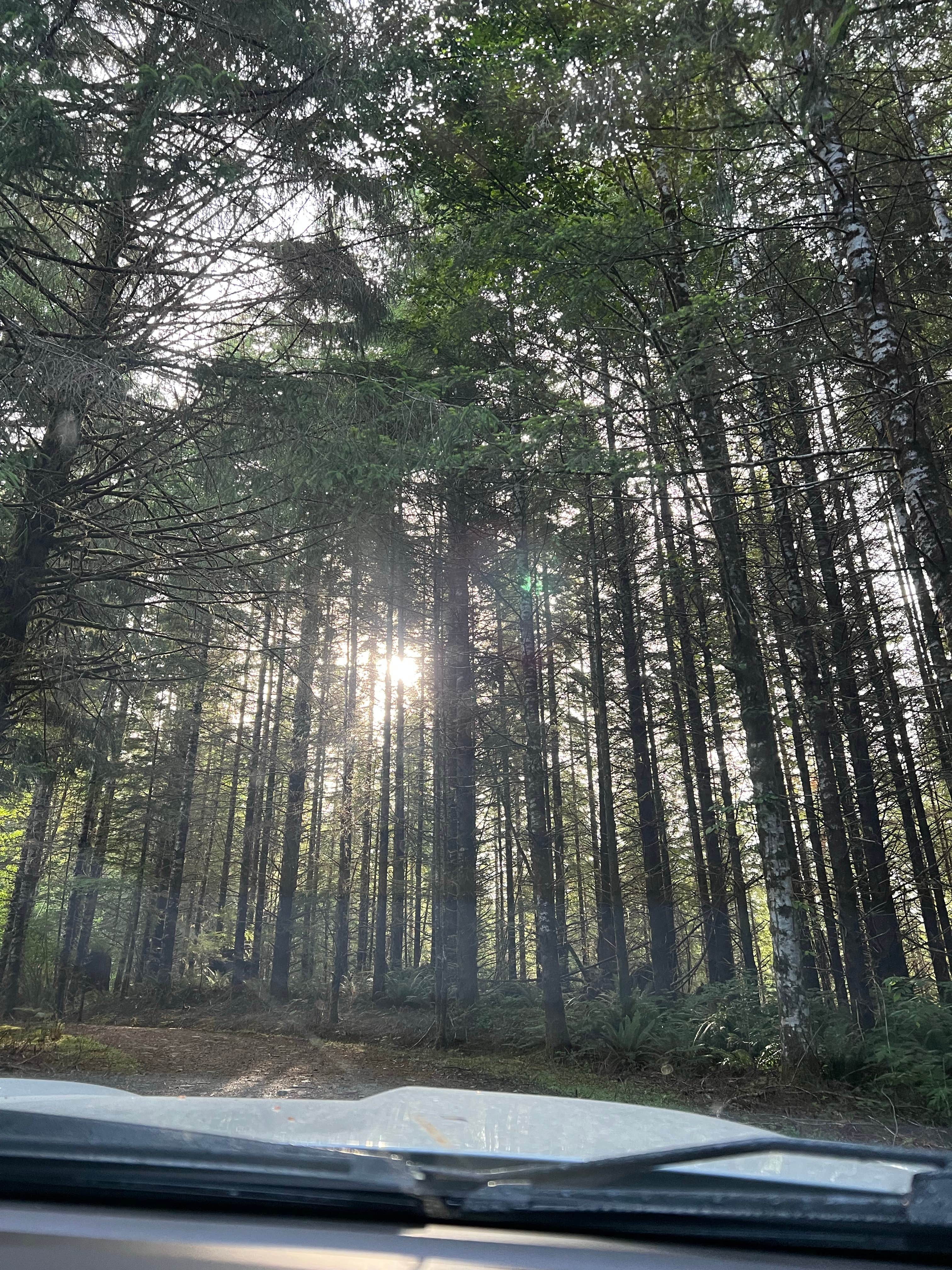 Alicia W.'s photo of a dispersed camping area at soapstone lake trail dispersed camping near Hillsboro, OR